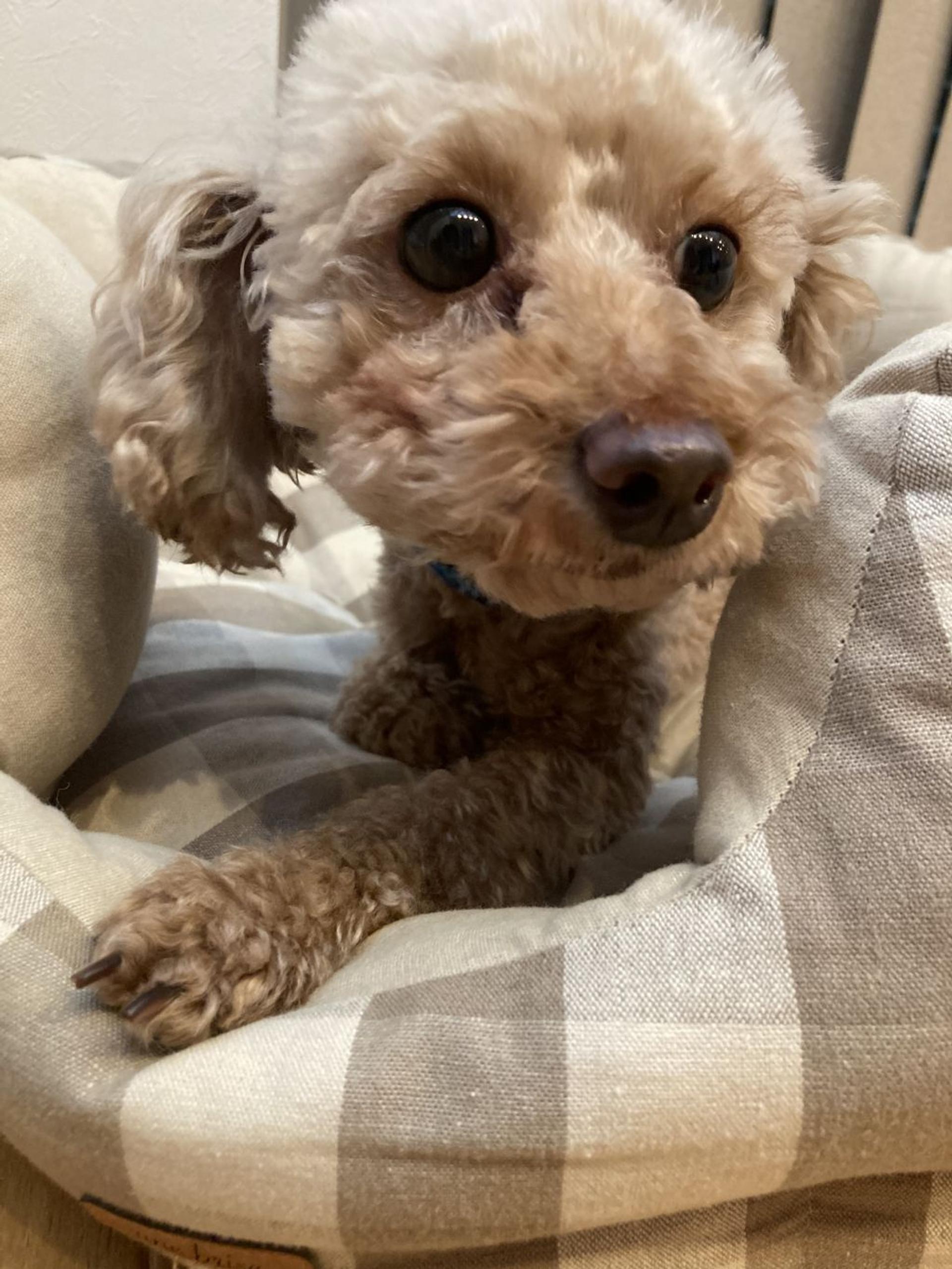 pet-image-2