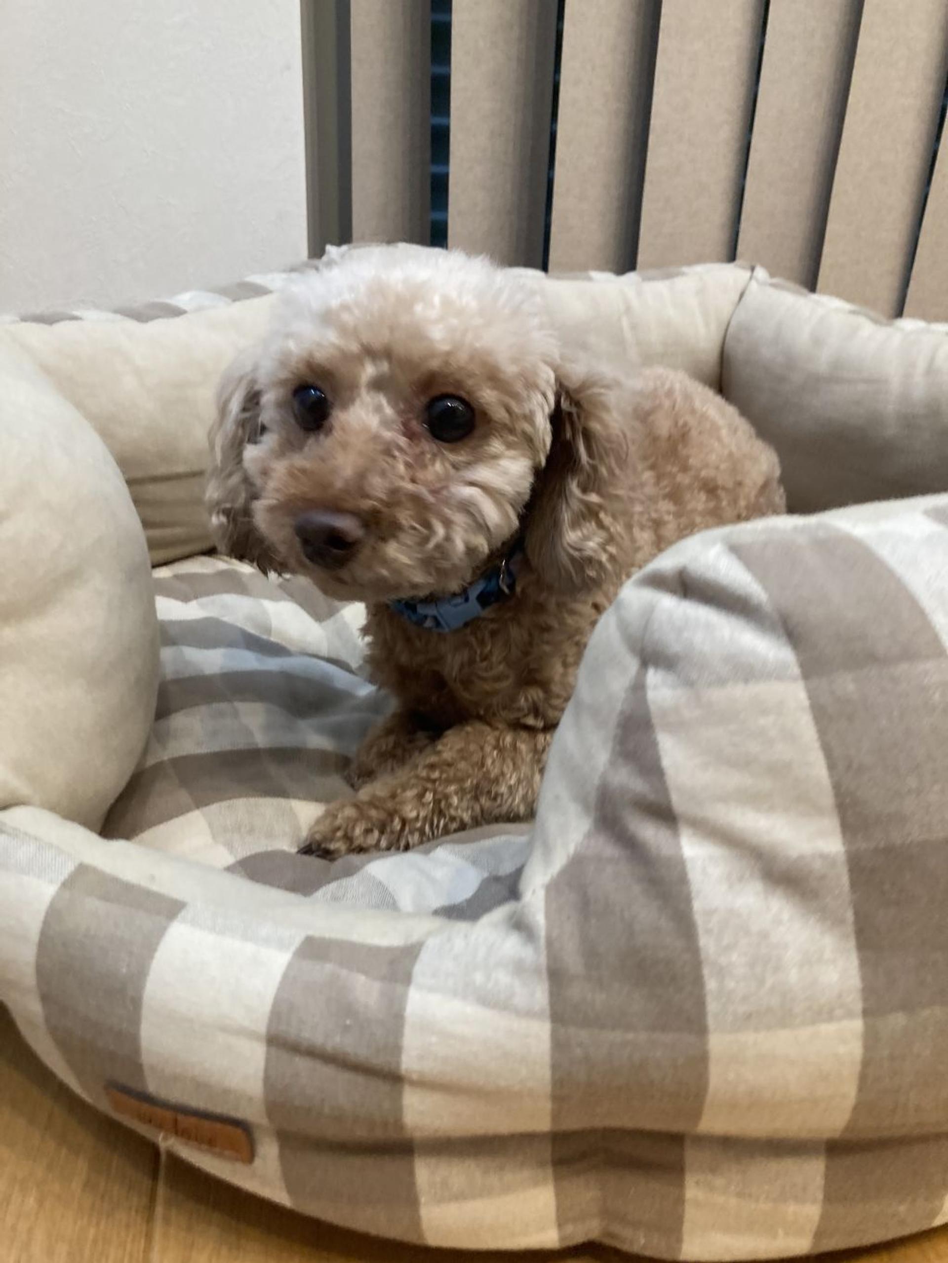 pet-image-5
