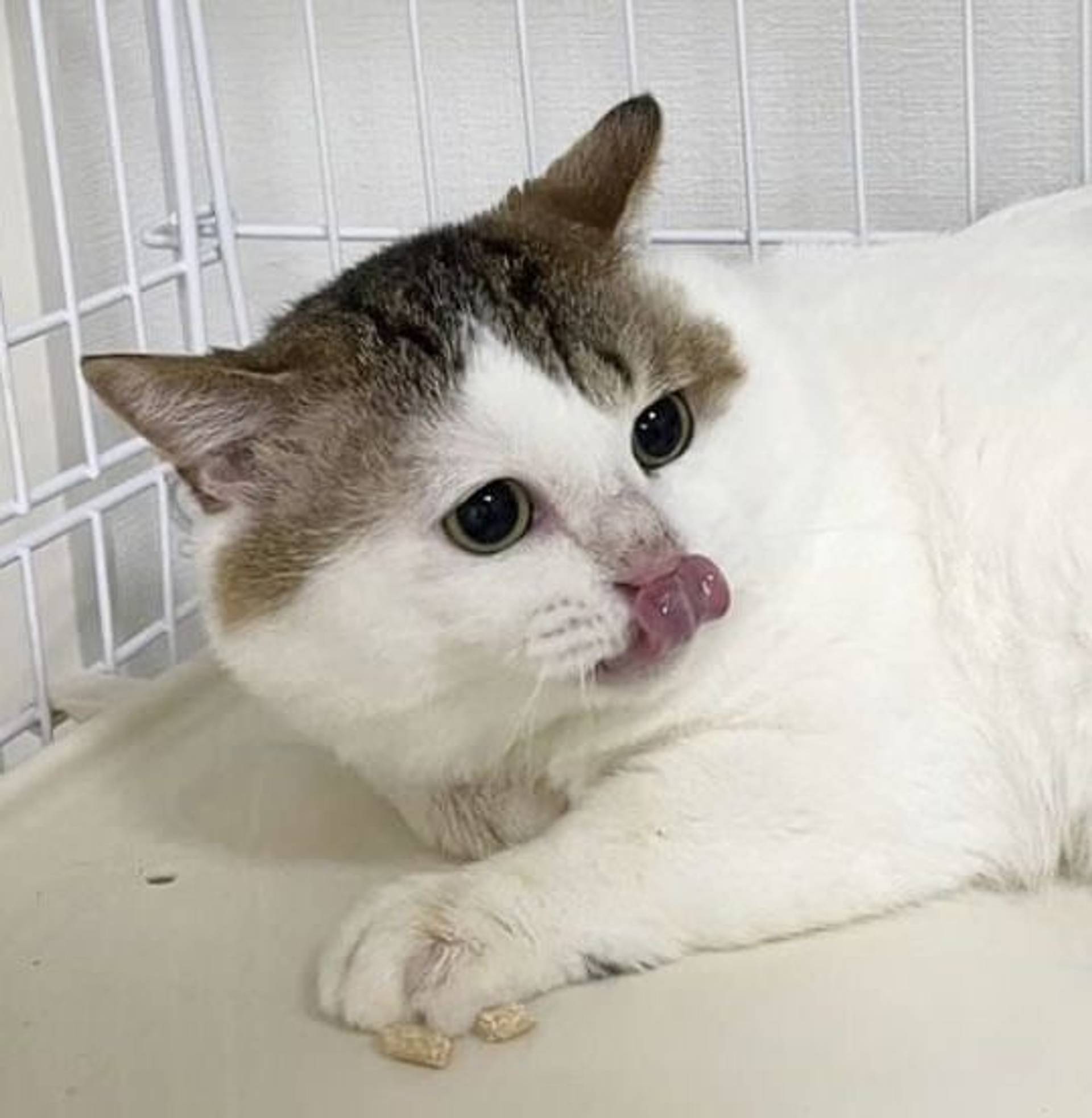 雑種（ミックス猫）・オスの里親募集の写真