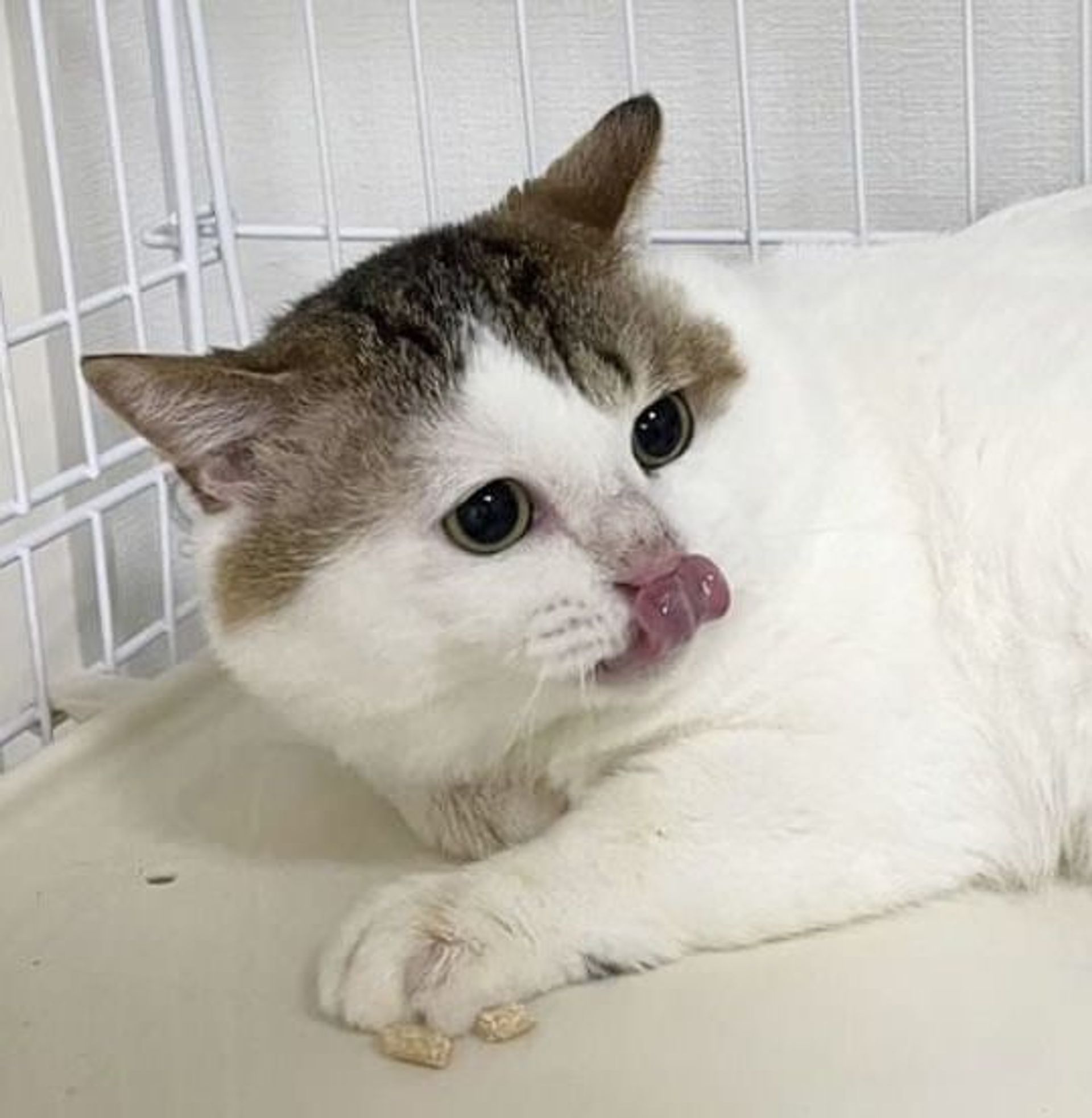 雑種（ミックス猫）・オスの里親募集の写真