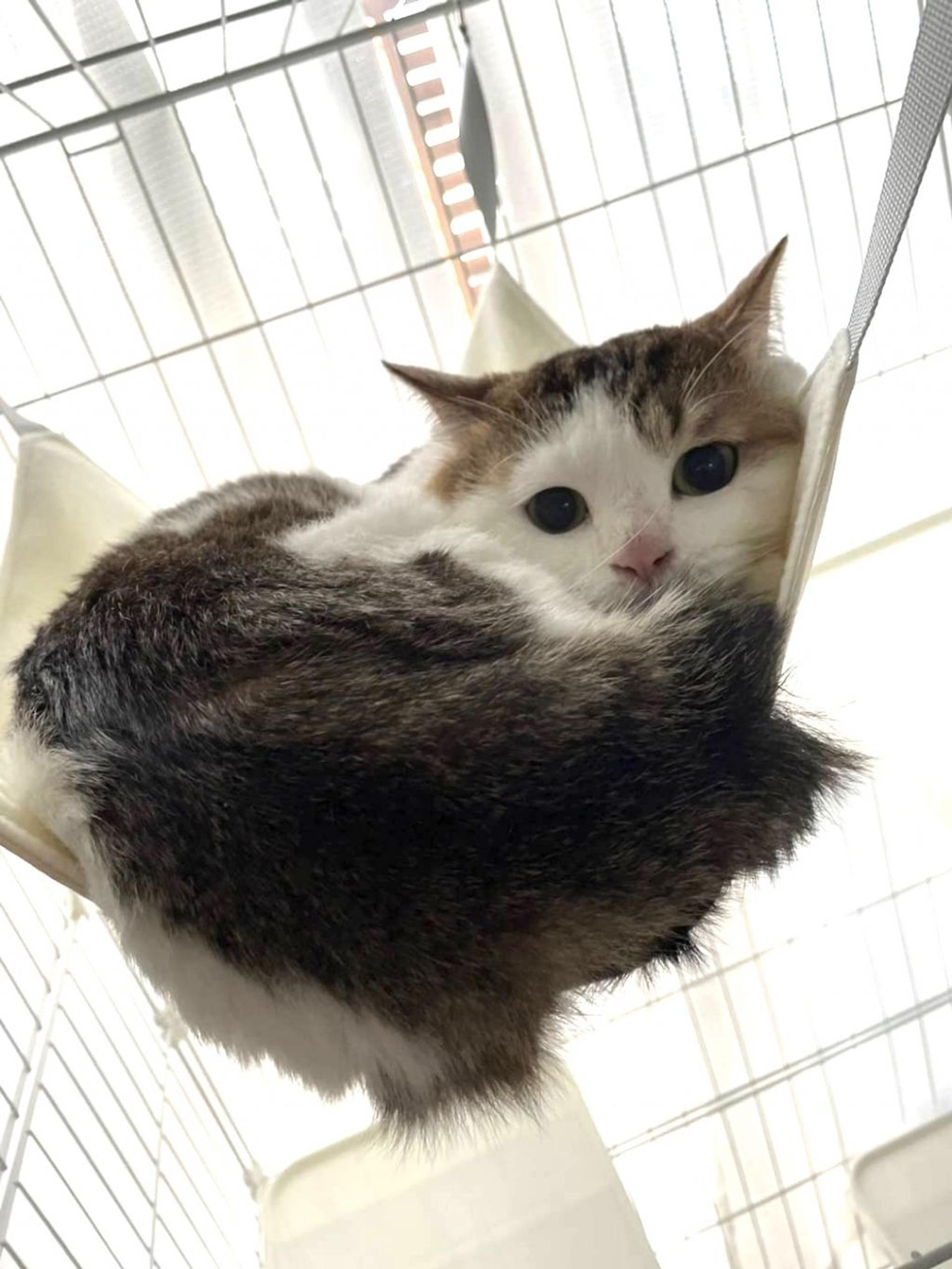 pet-image-2