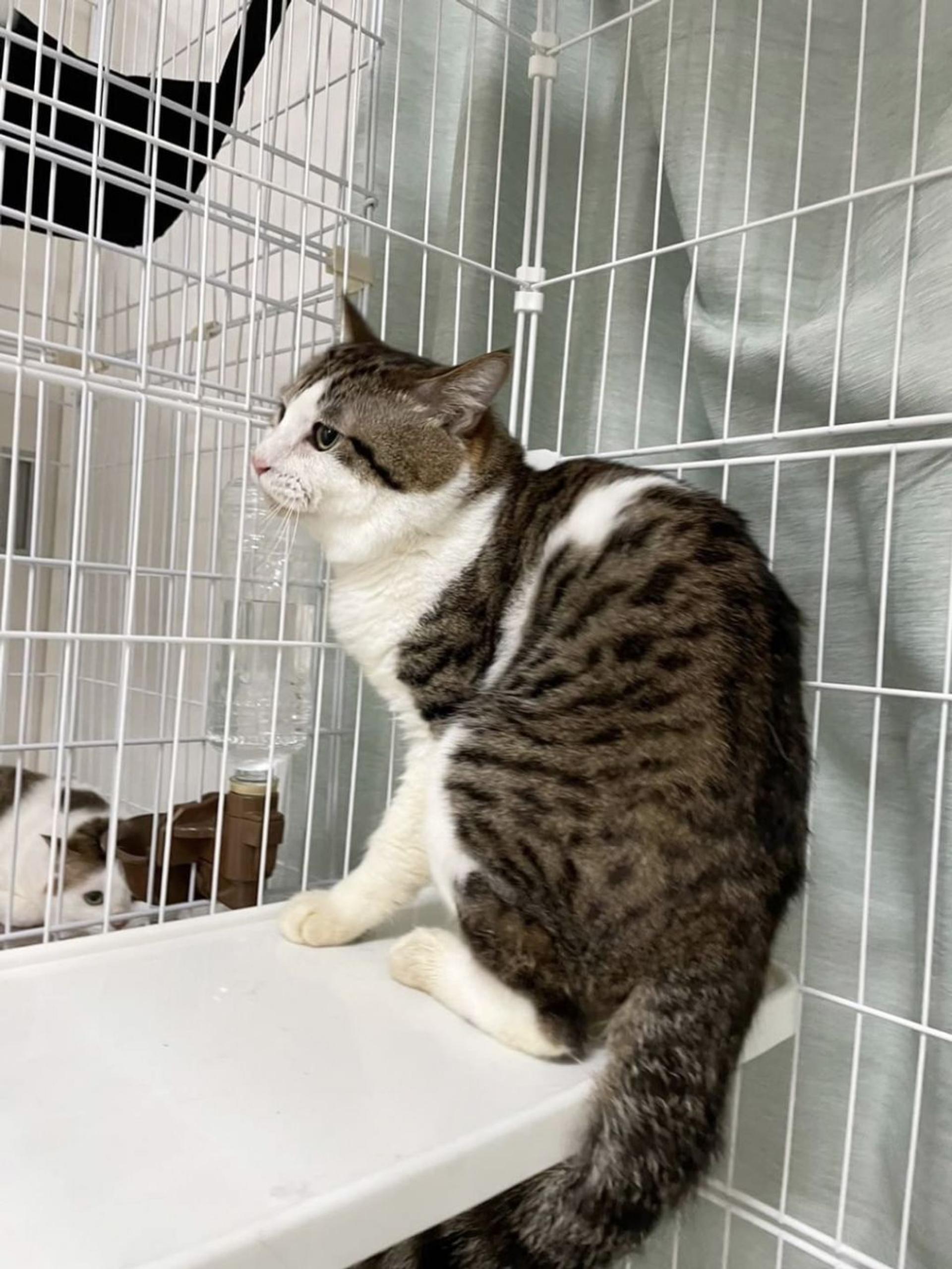 pet-image-6
