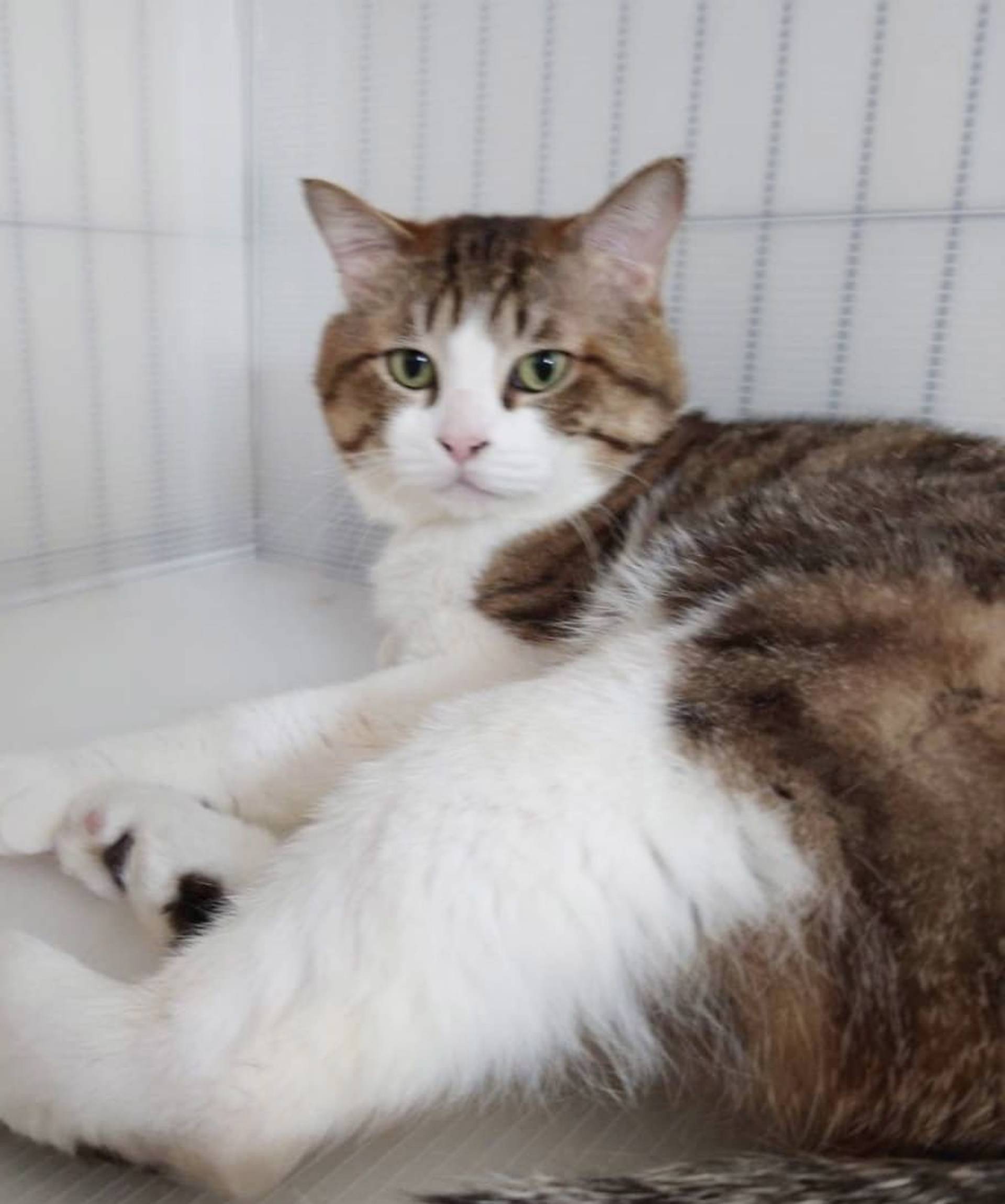 雑種（ミックス猫）・オスの里親募集の写真