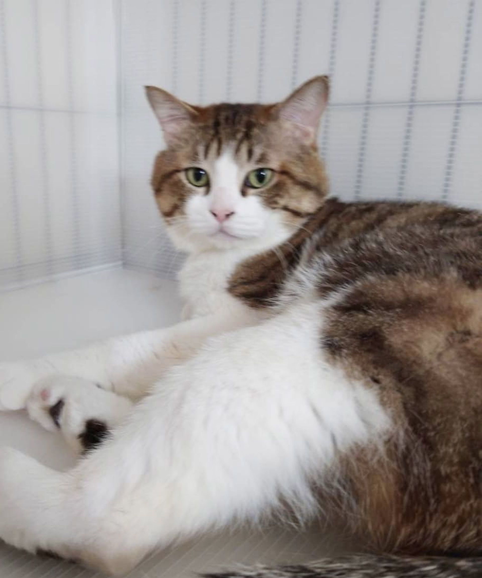 雑種（ミックス猫）・オスの里親募集の写真