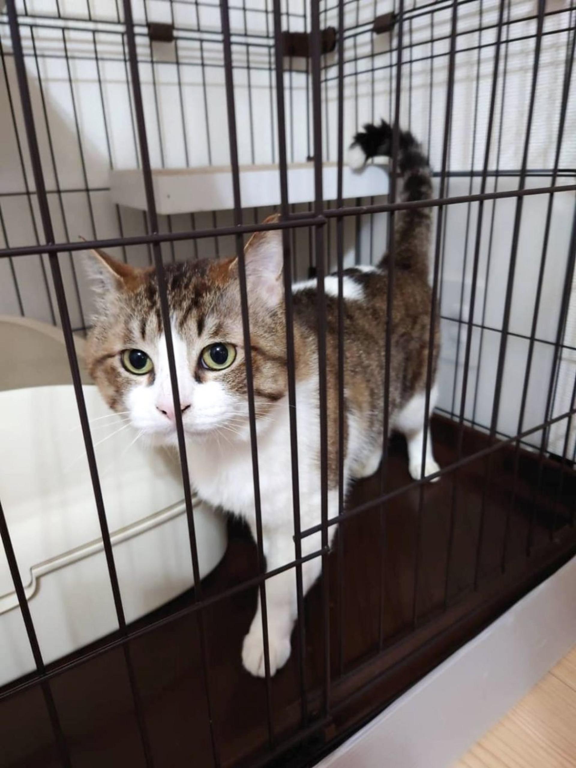 pet-image-3