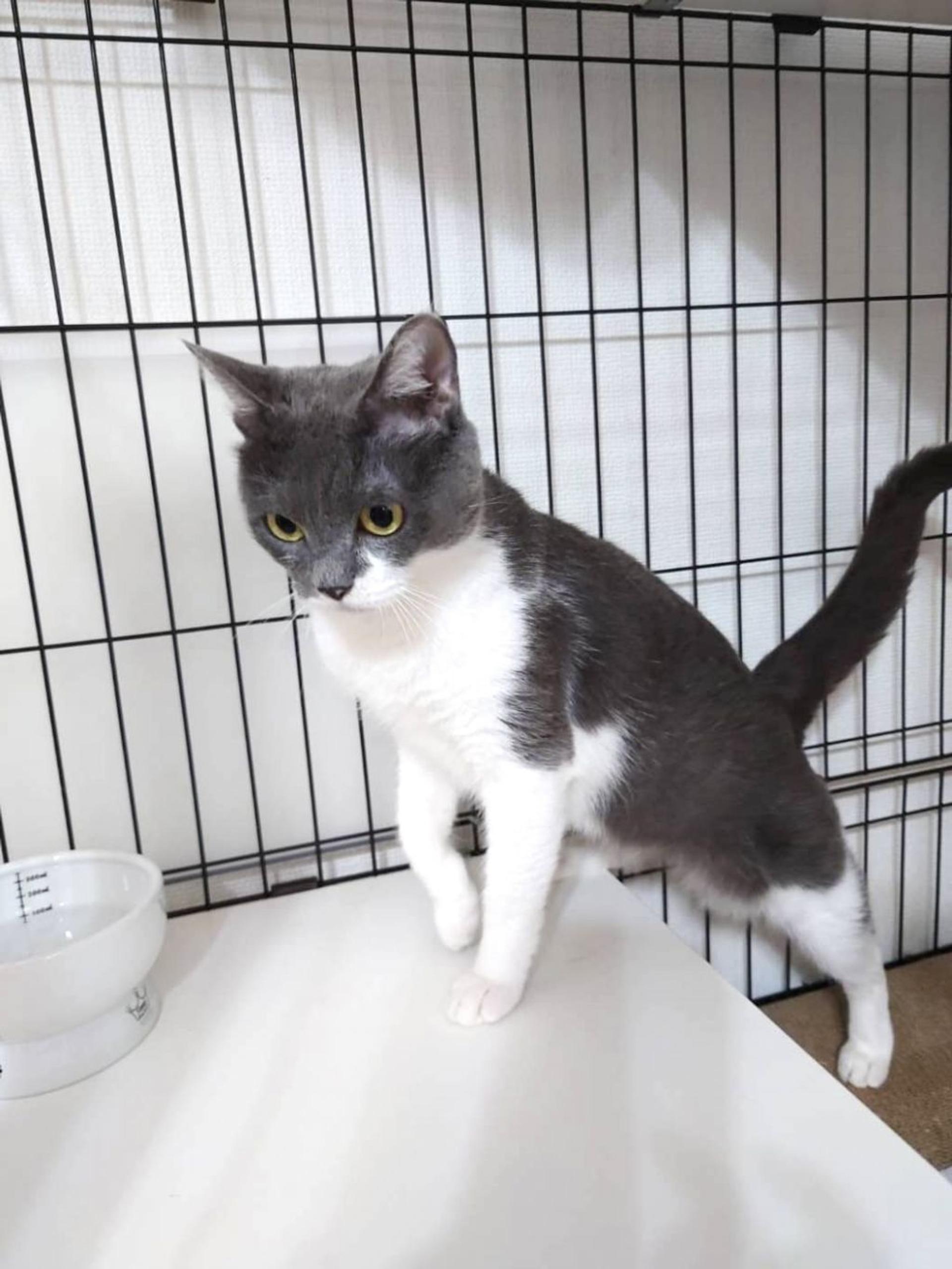 pet-image-3