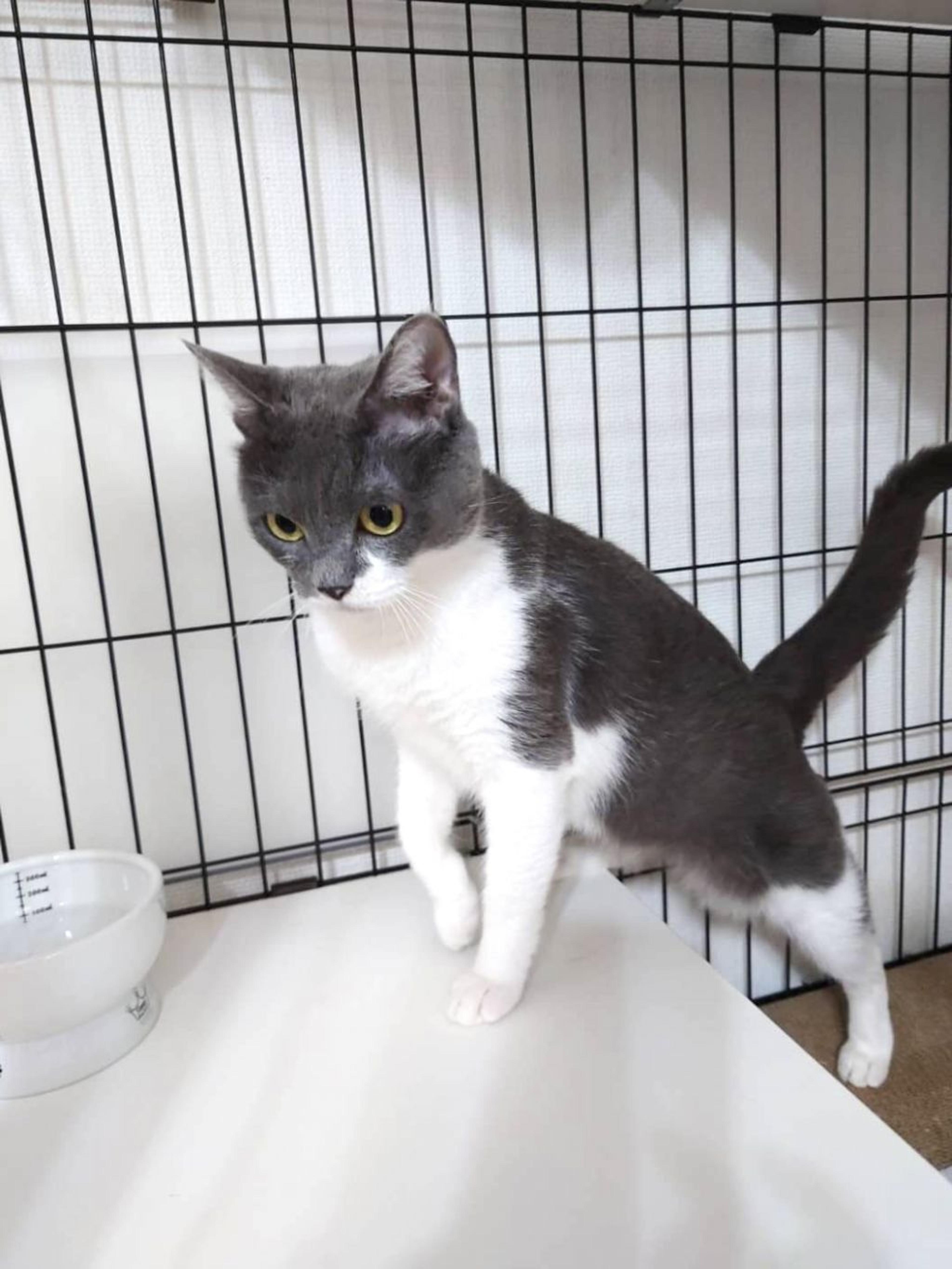 pet-image-3