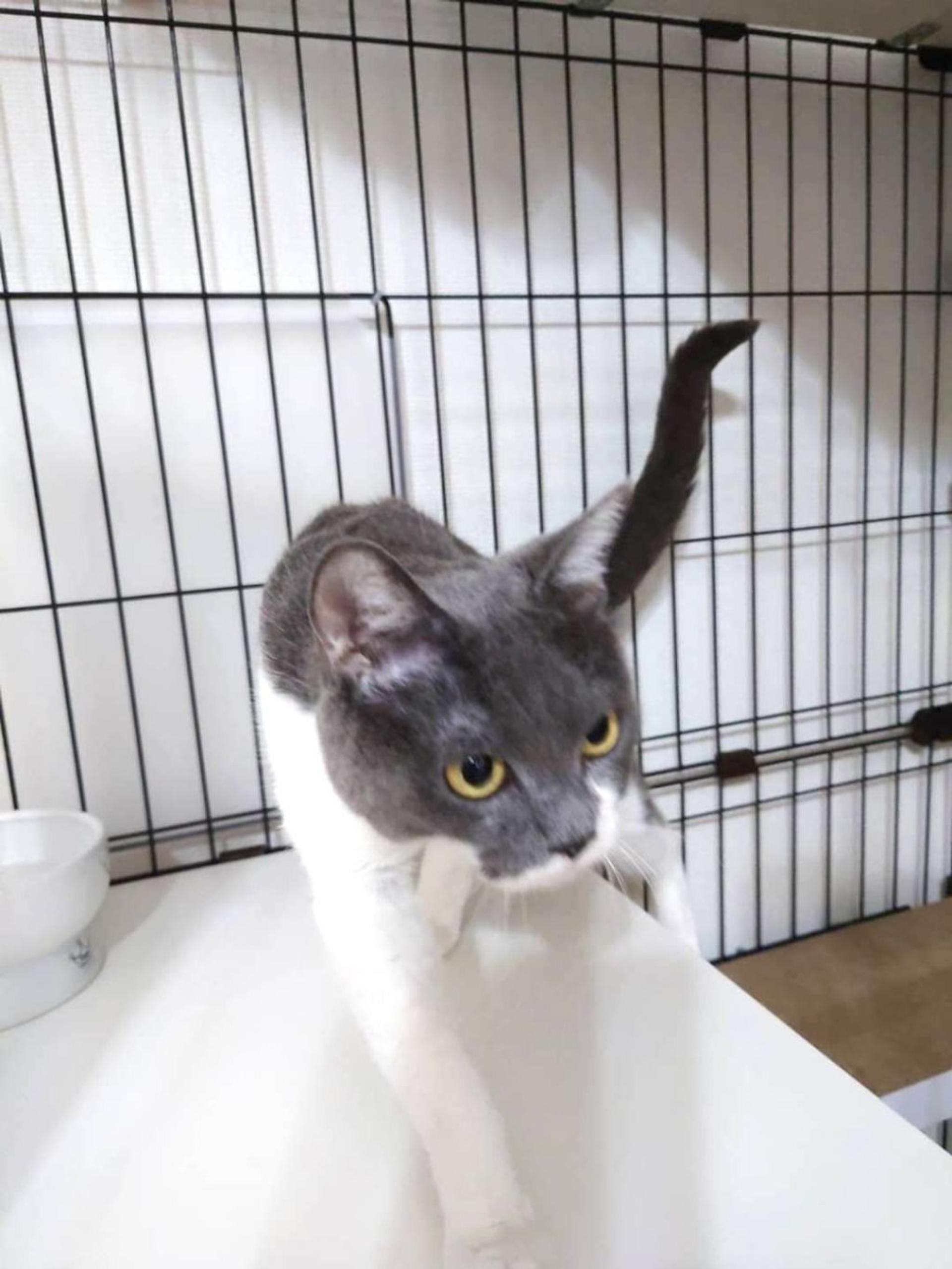 pet-image-5