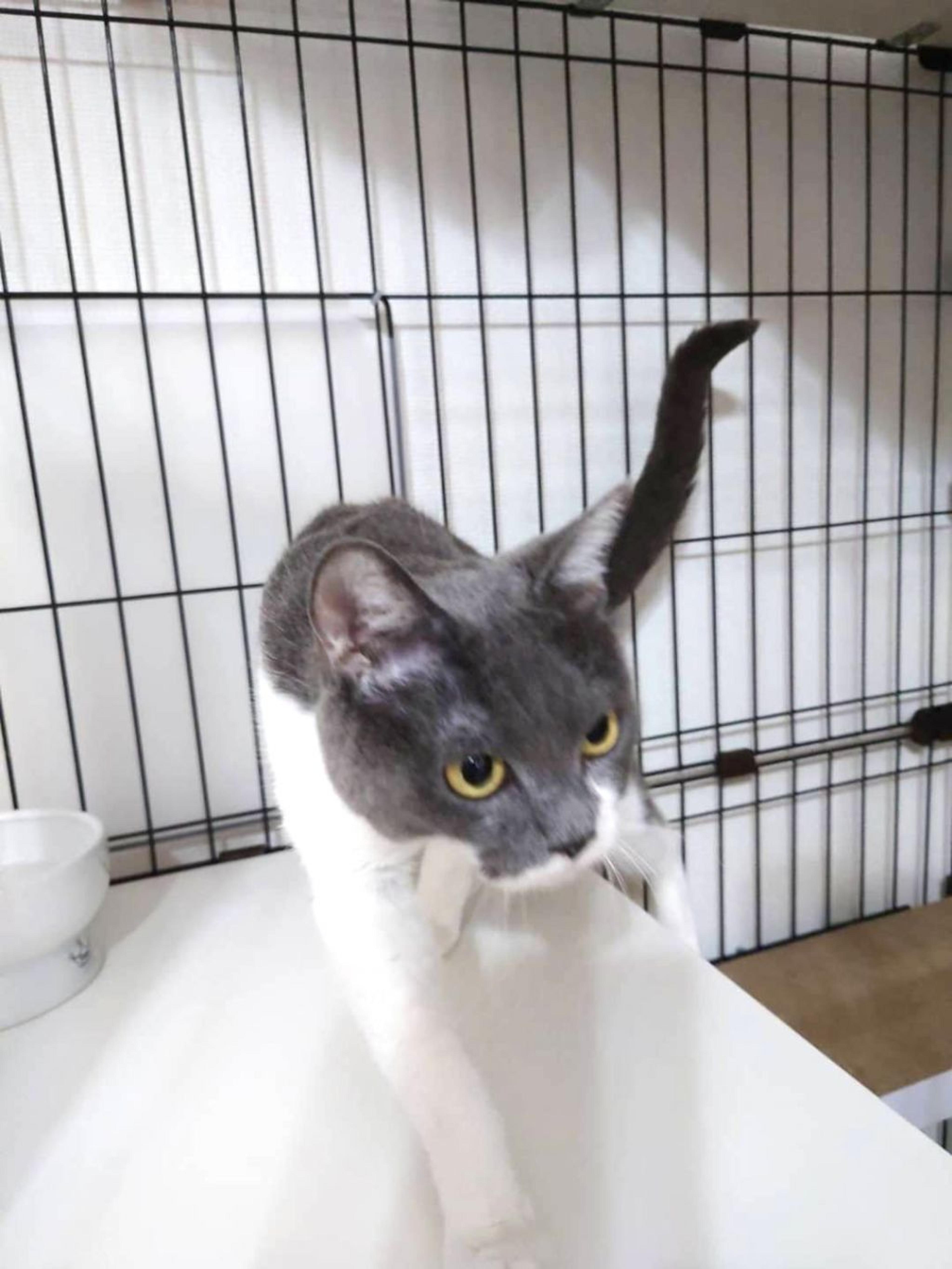 pet-image-5