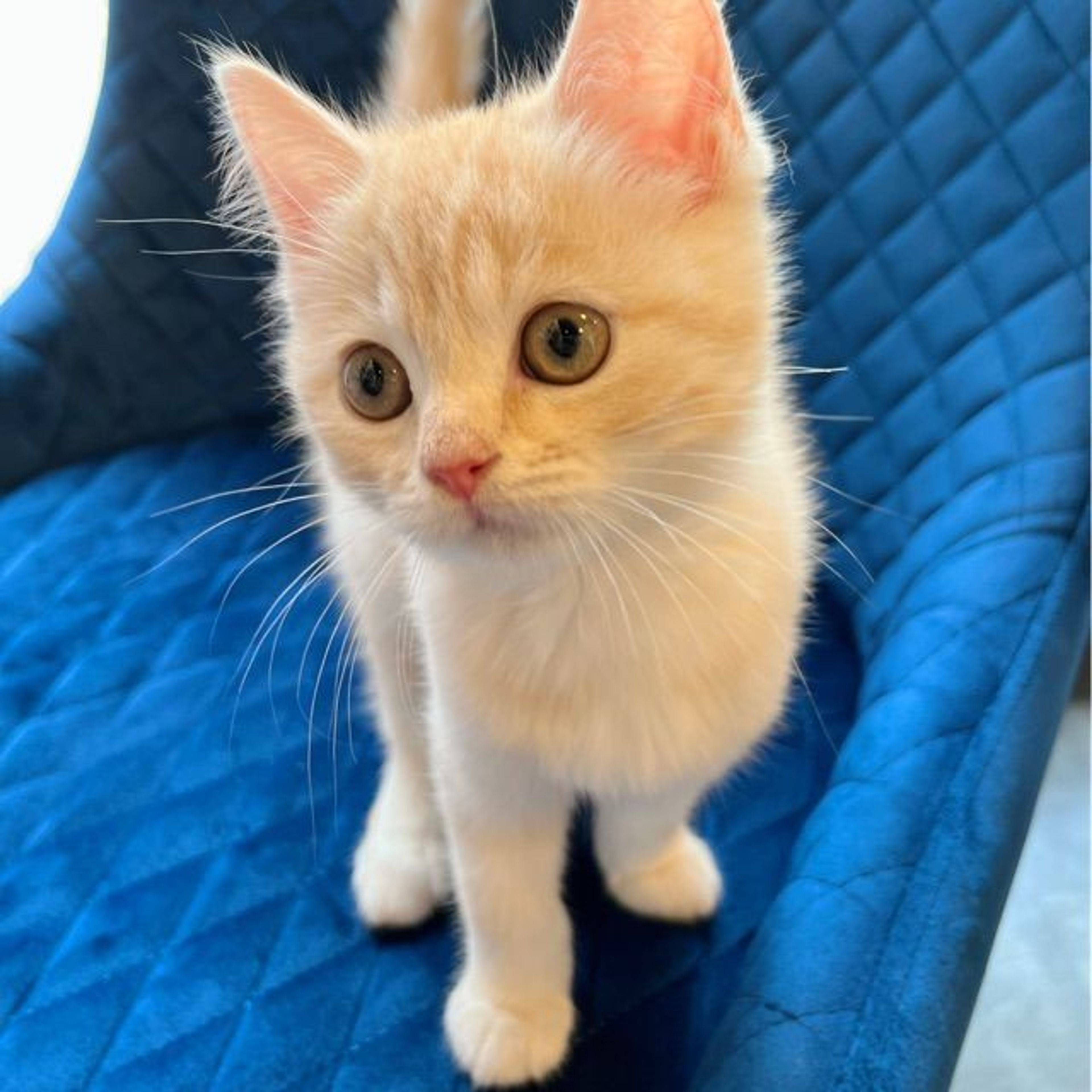 pet-image-4