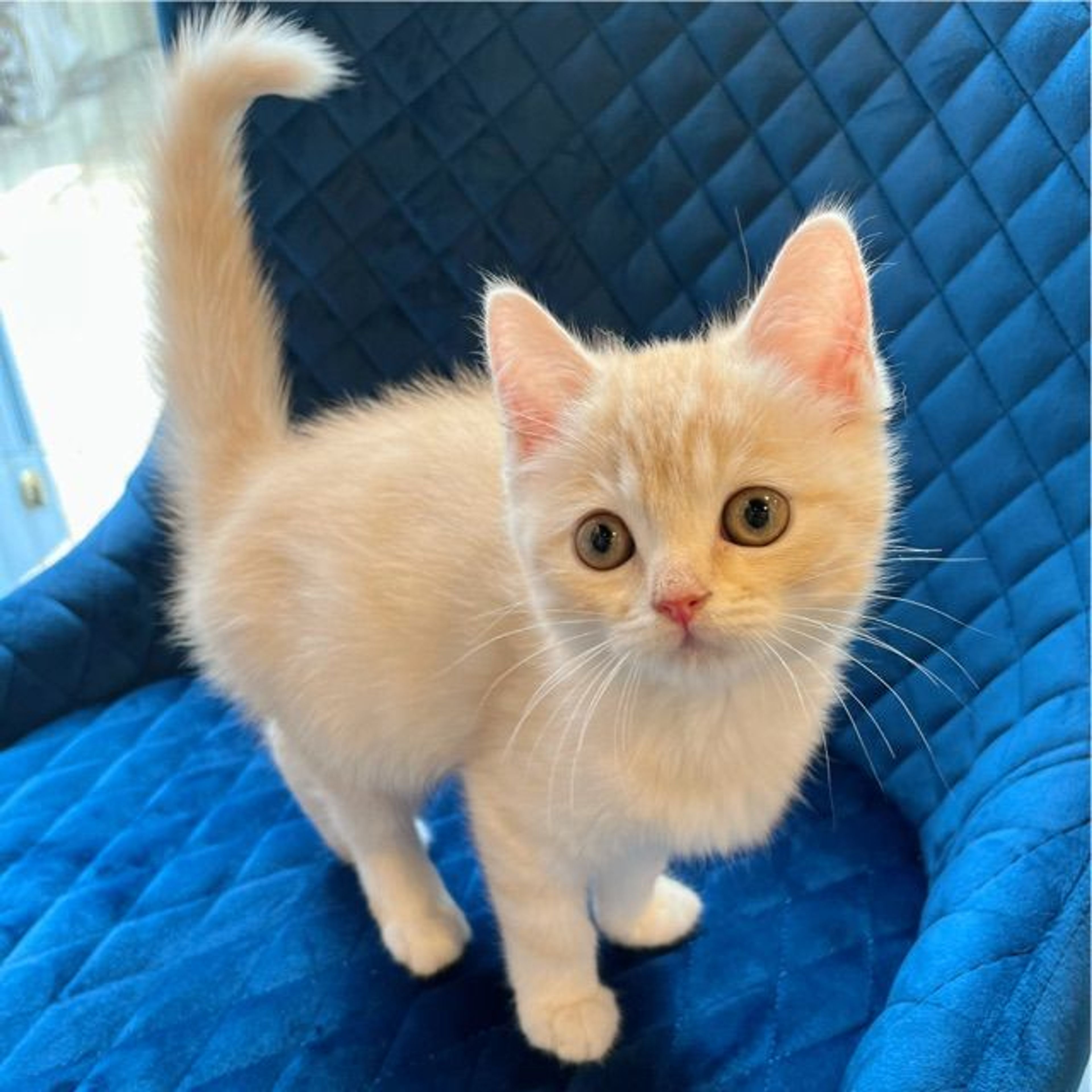 pet-image-5