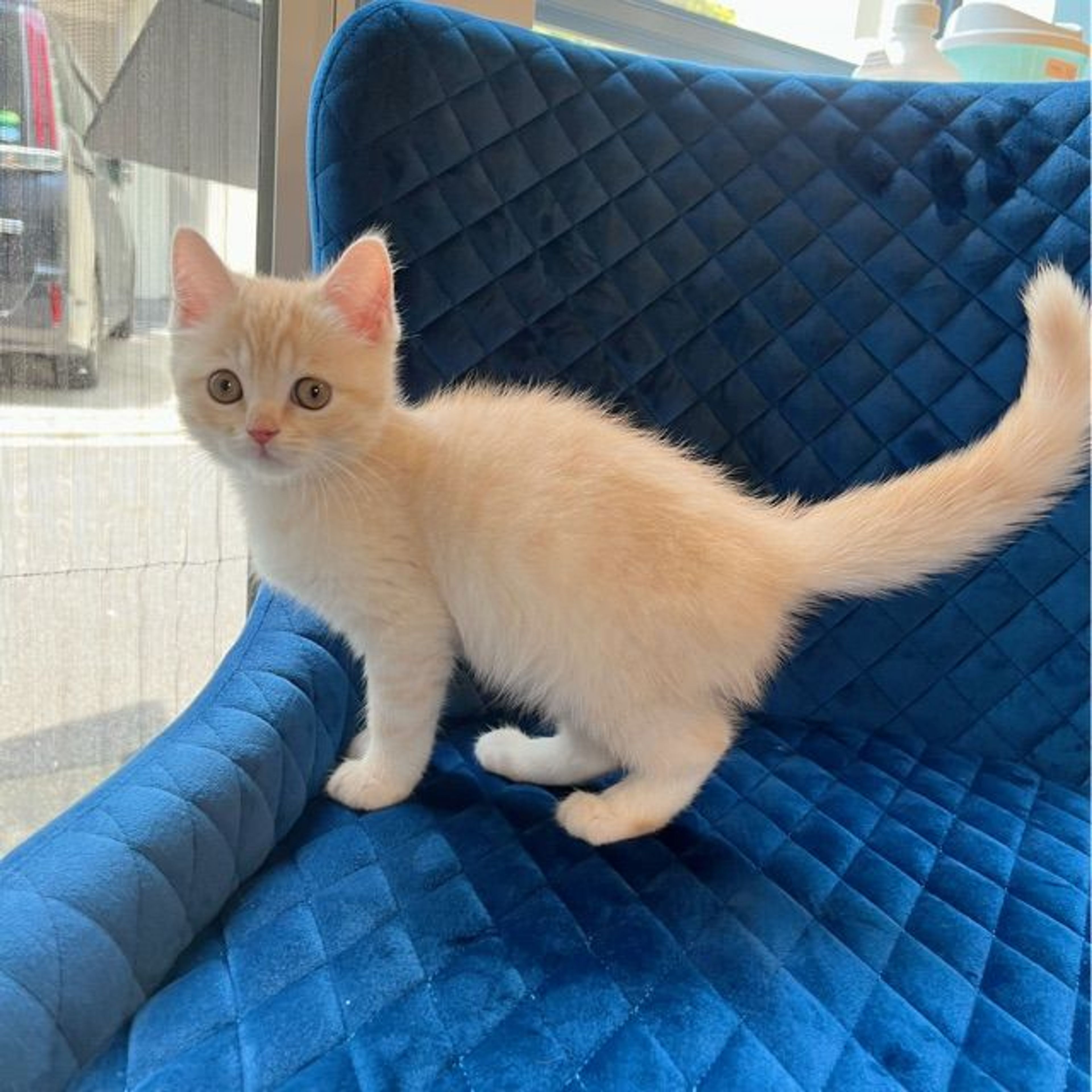 pet-image-7