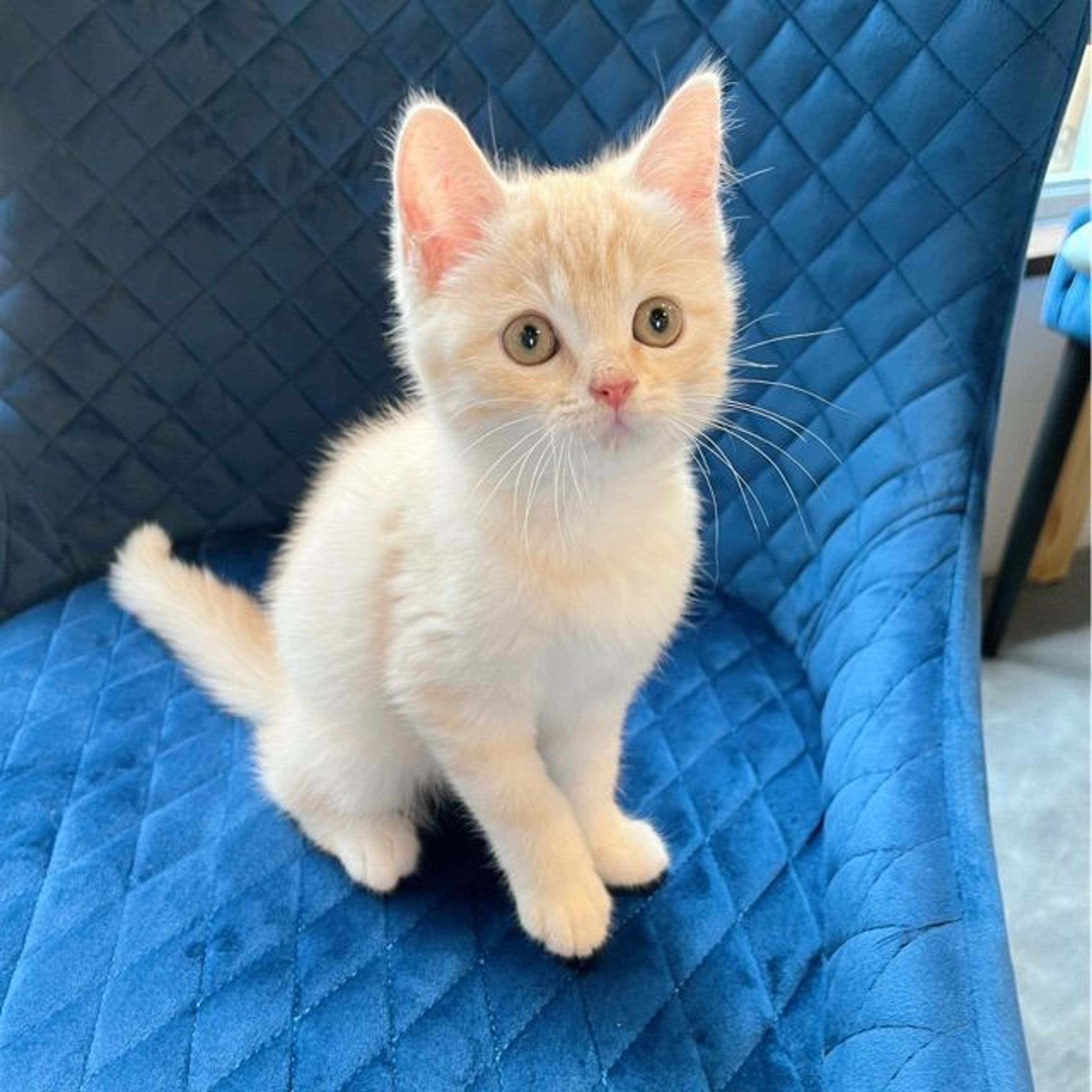 pet-image-8