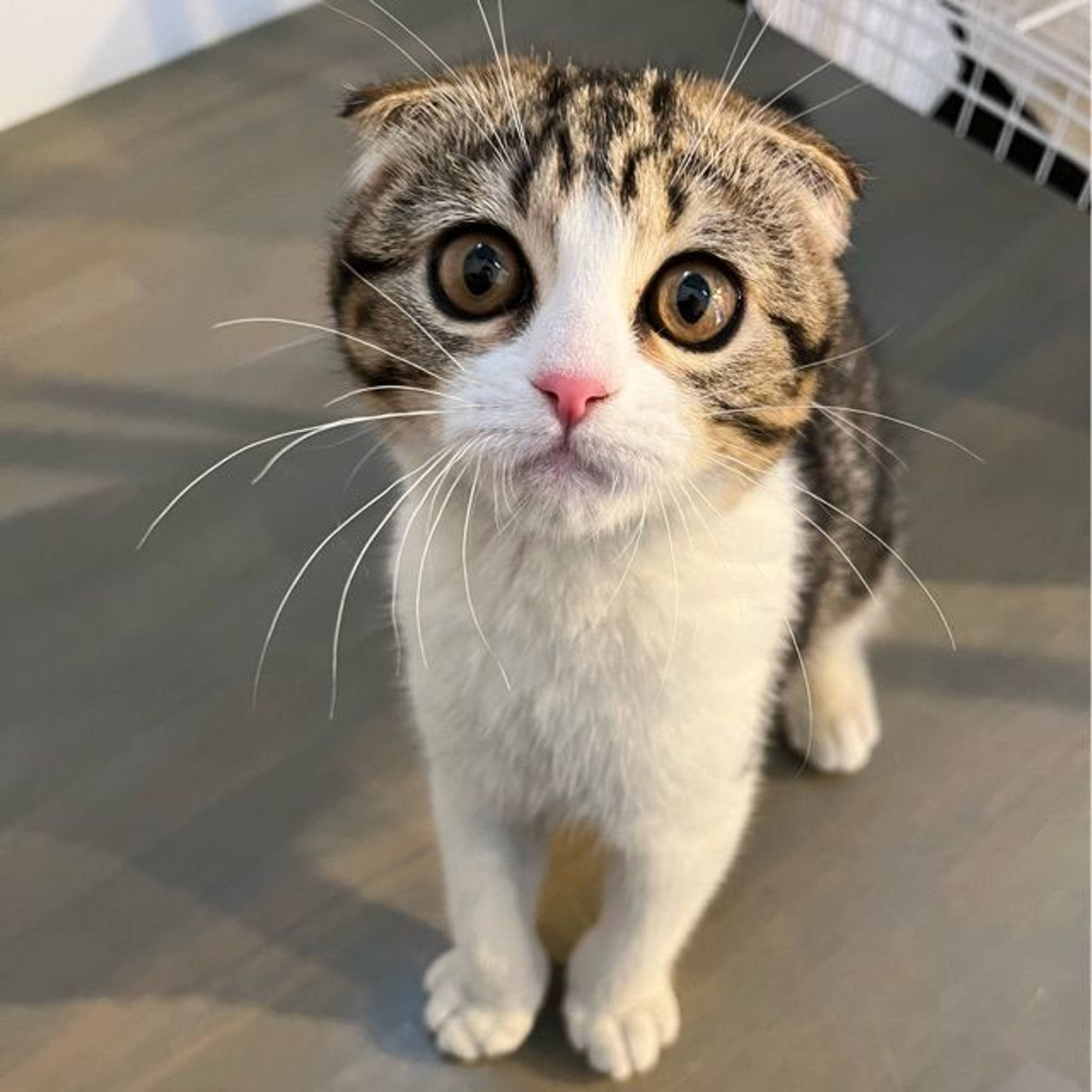 スコティッシュフォールド・メスの里親募集の写真