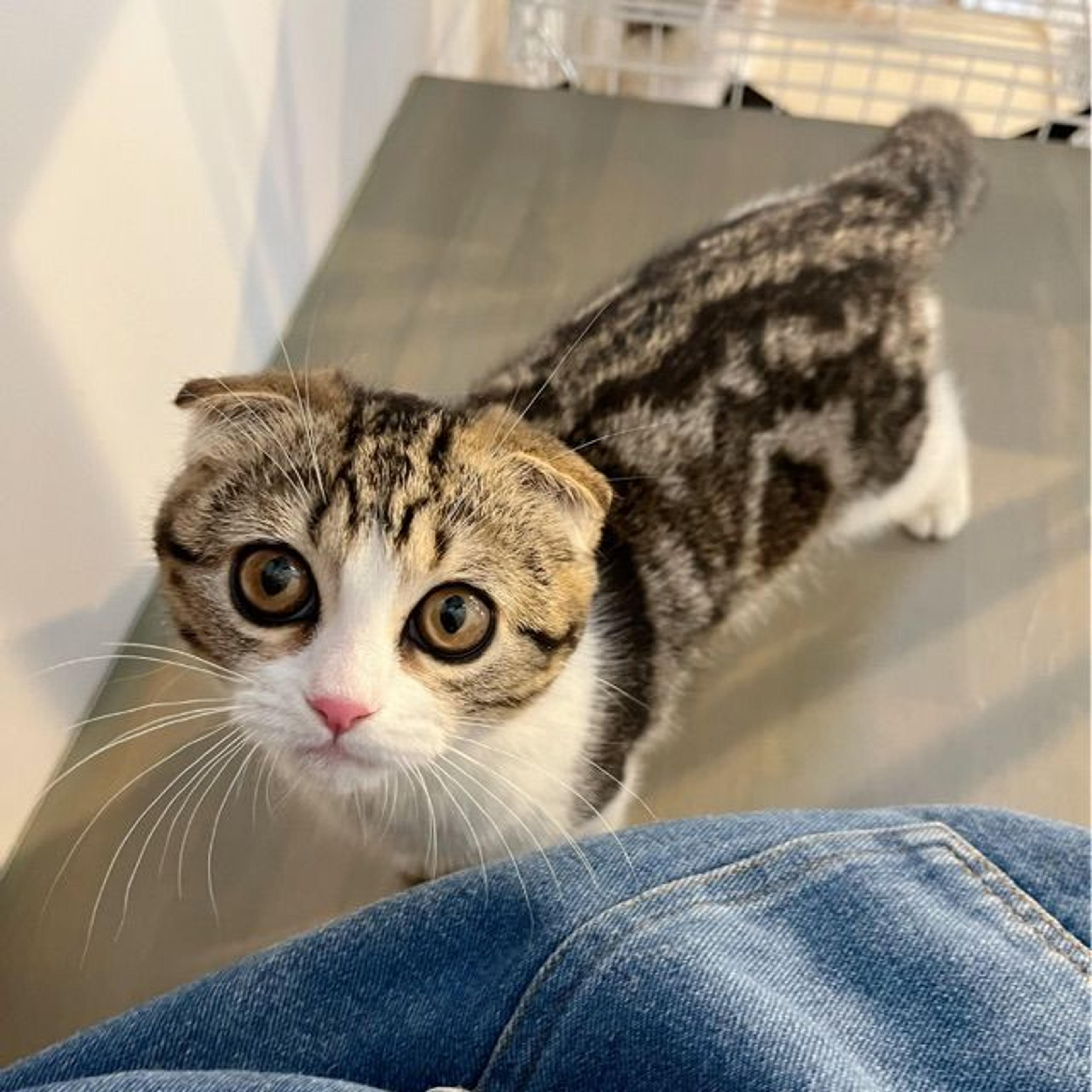 pet-image-2