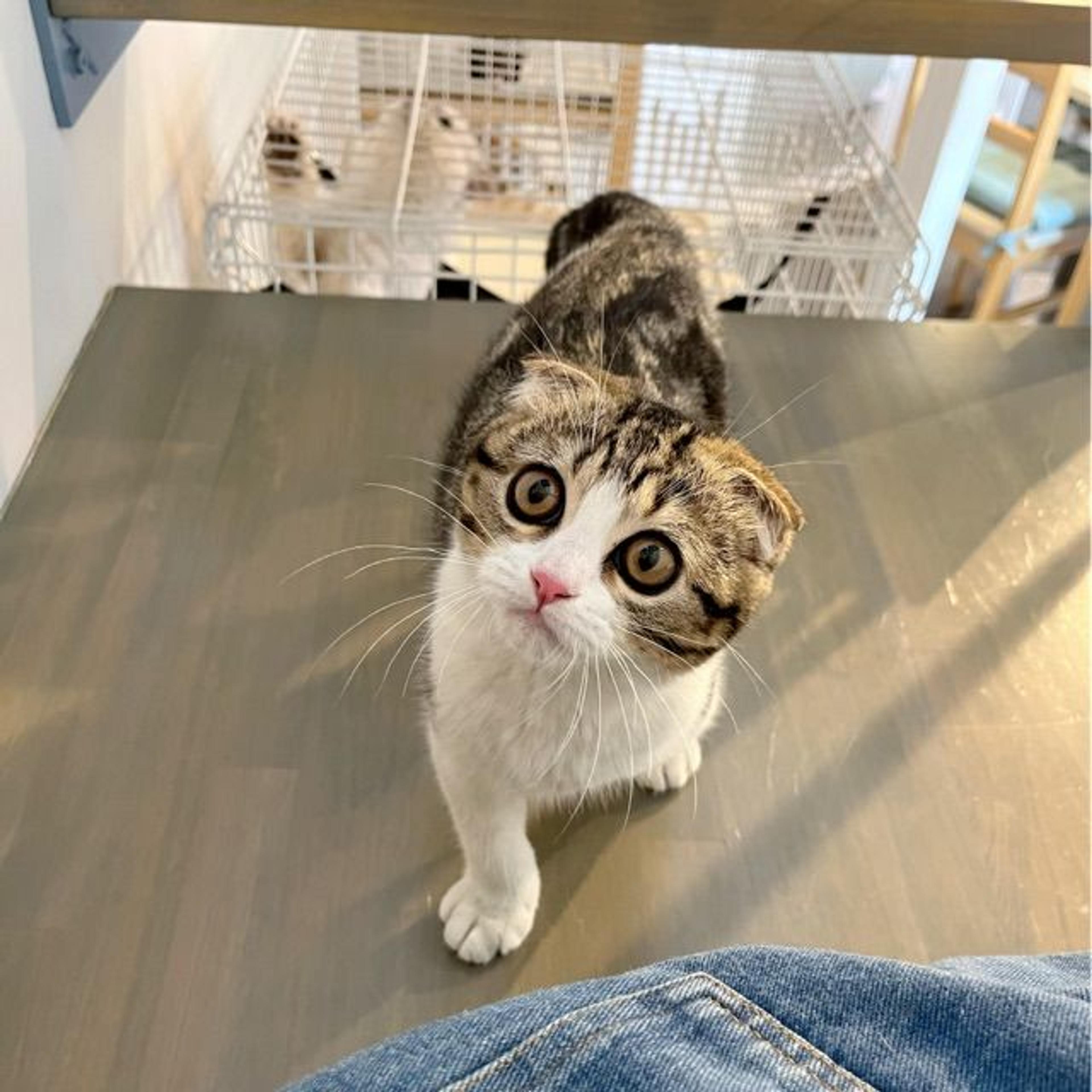 pet-image-3