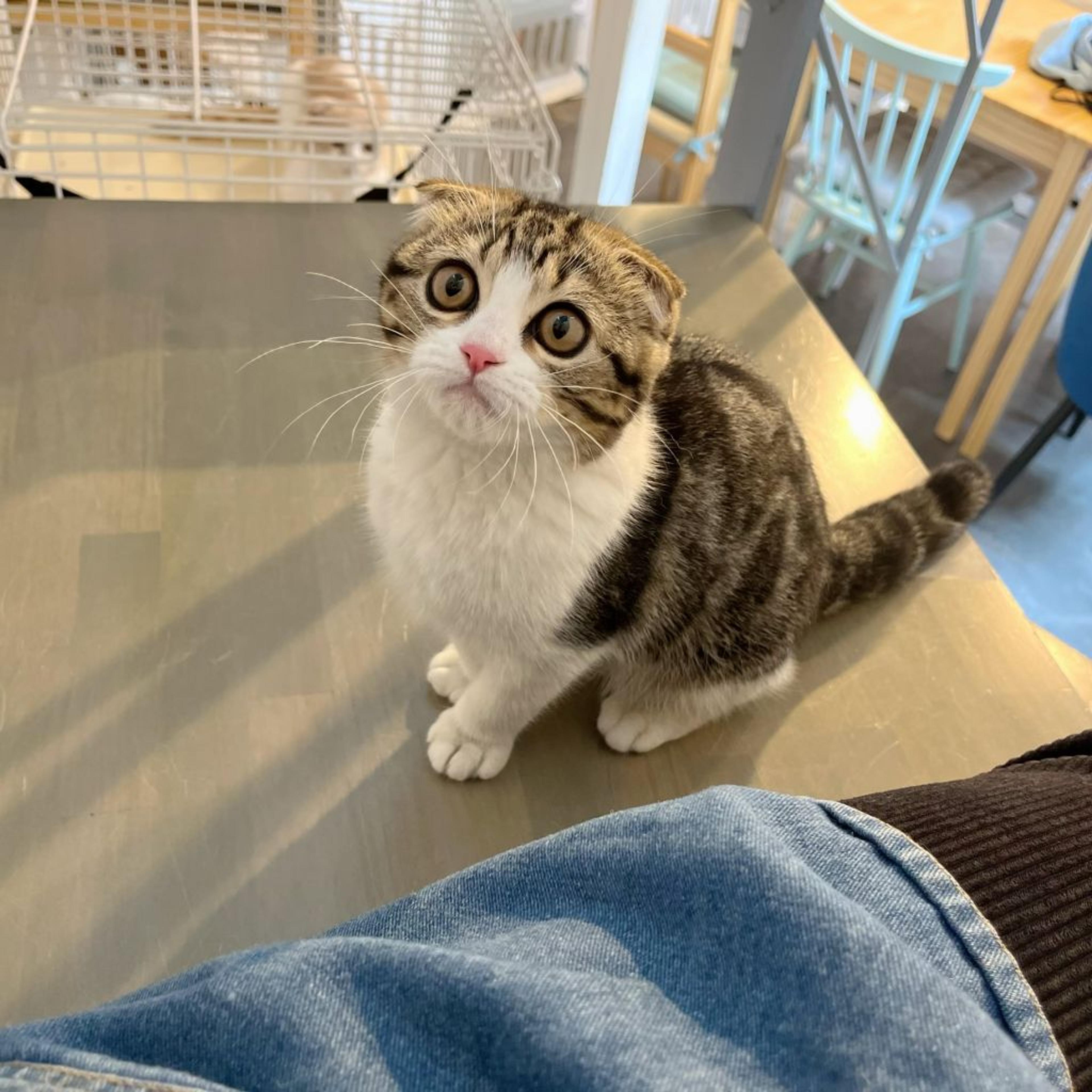 pet-image-4