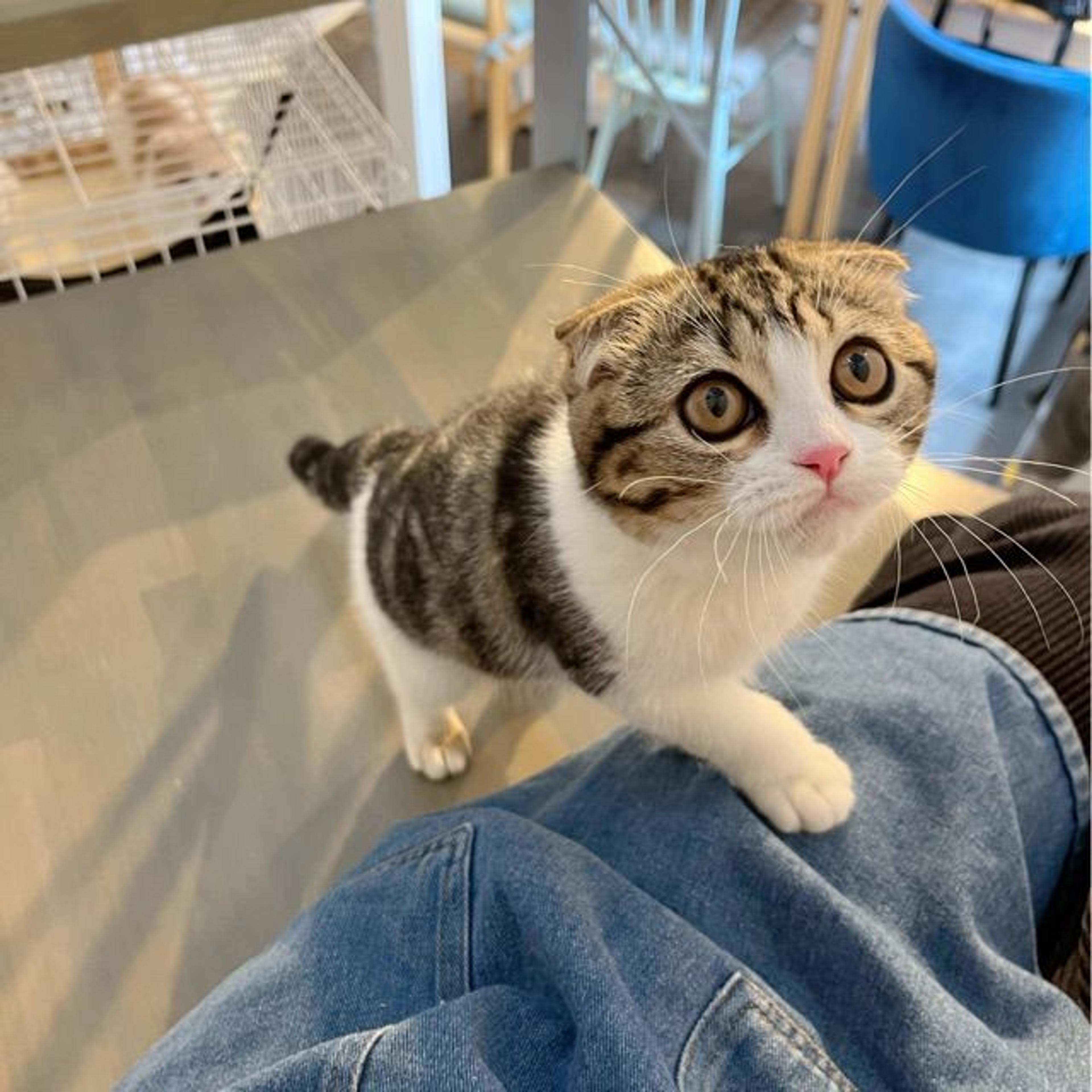 pet-image-5