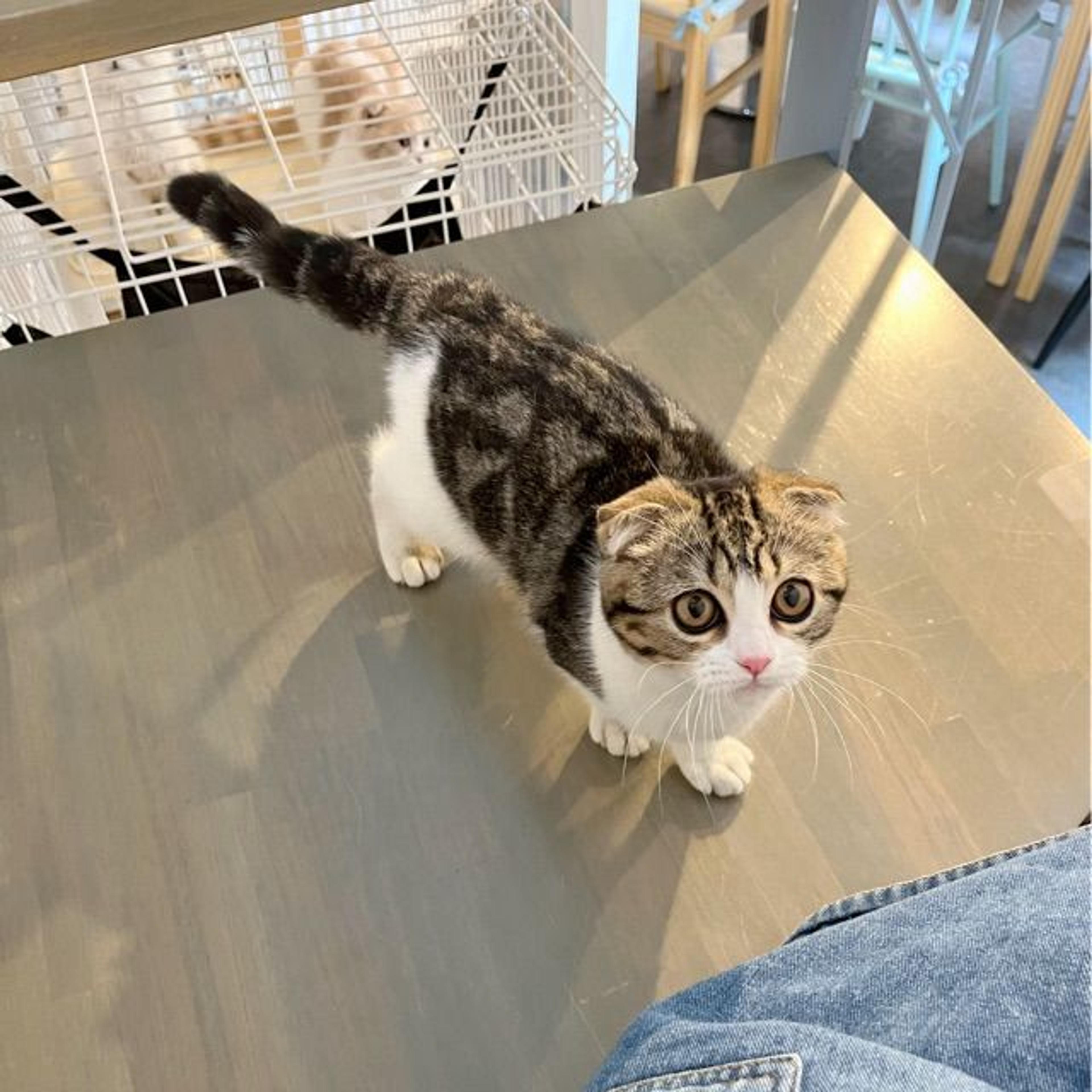 pet-image-6
