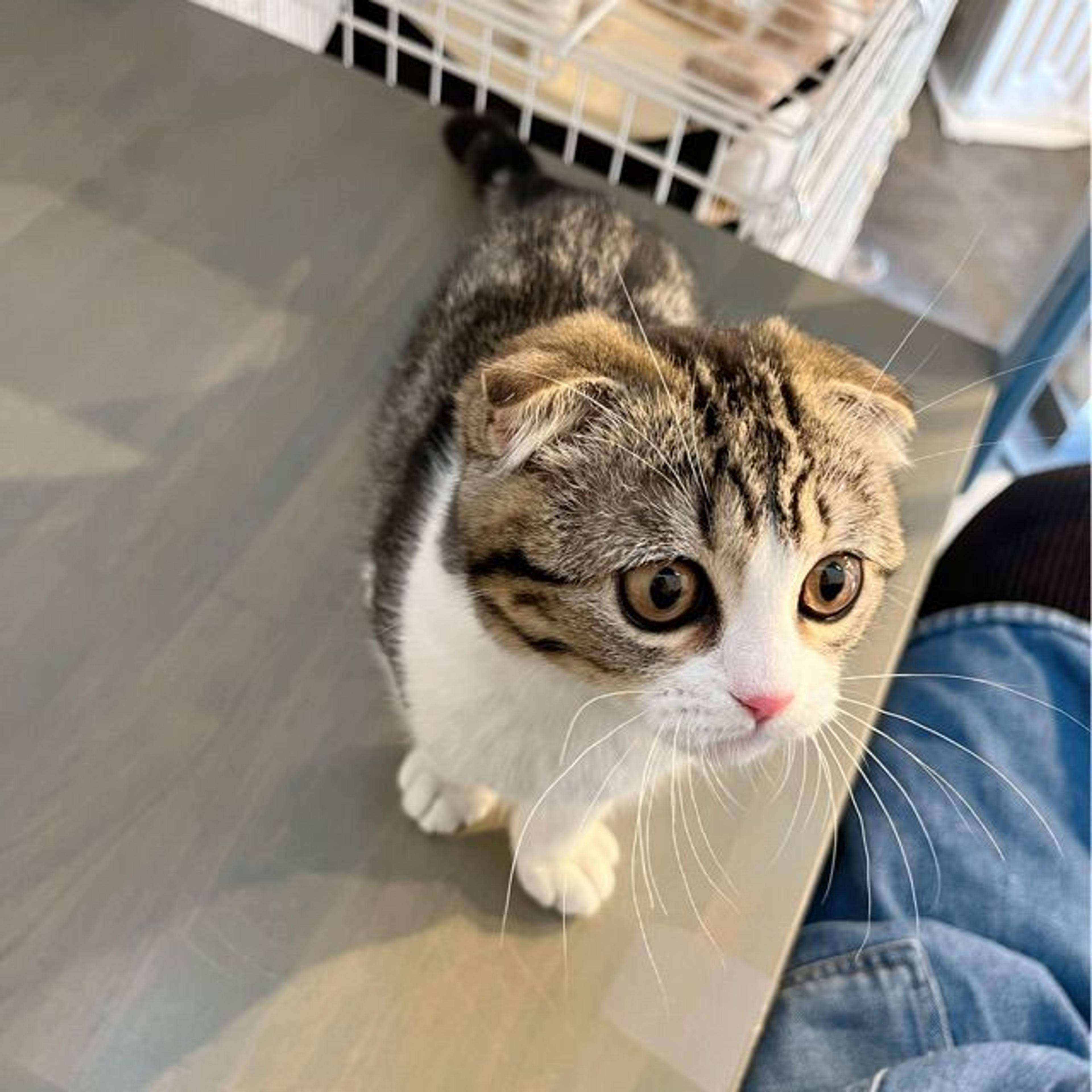 pet-image-7
