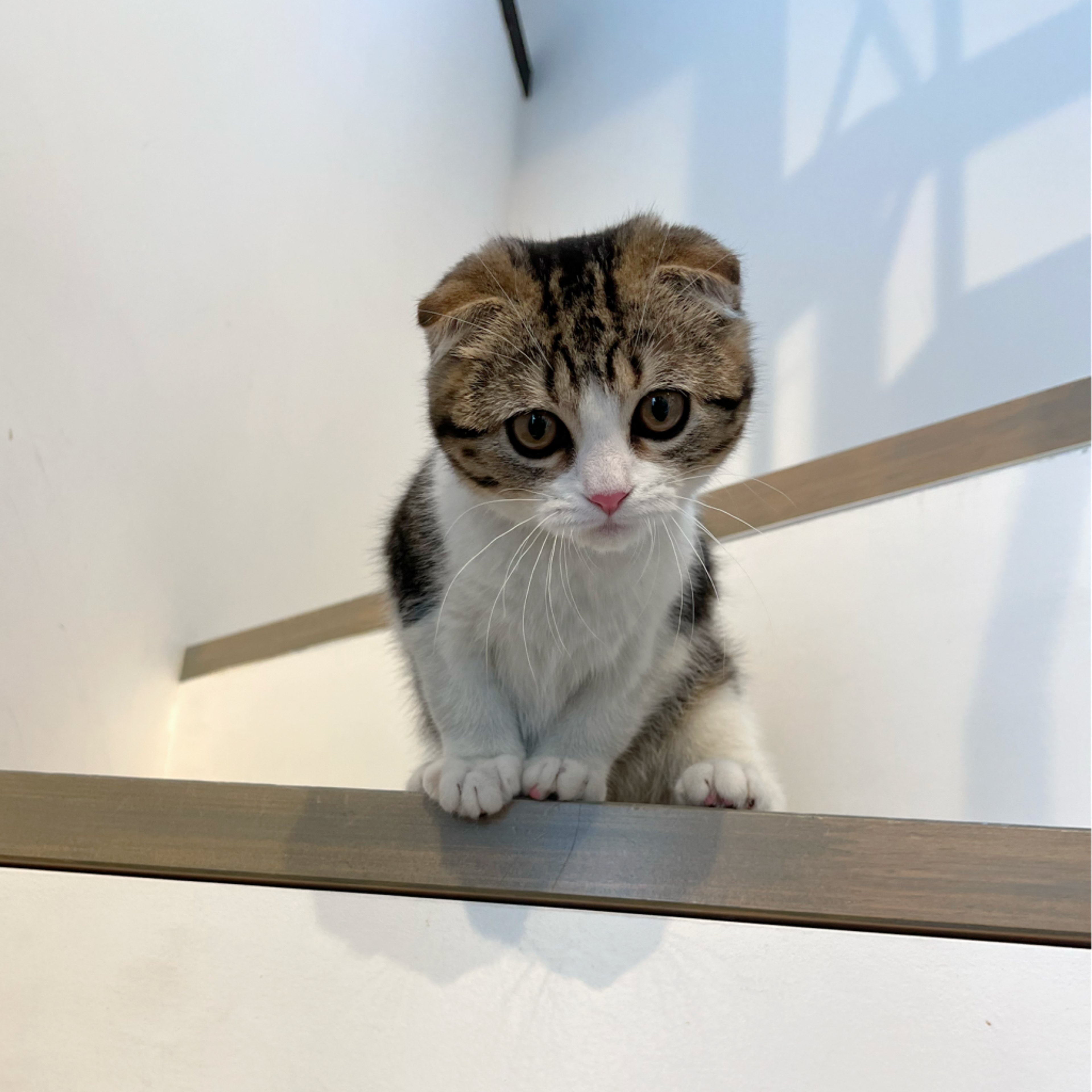 pet-image-8