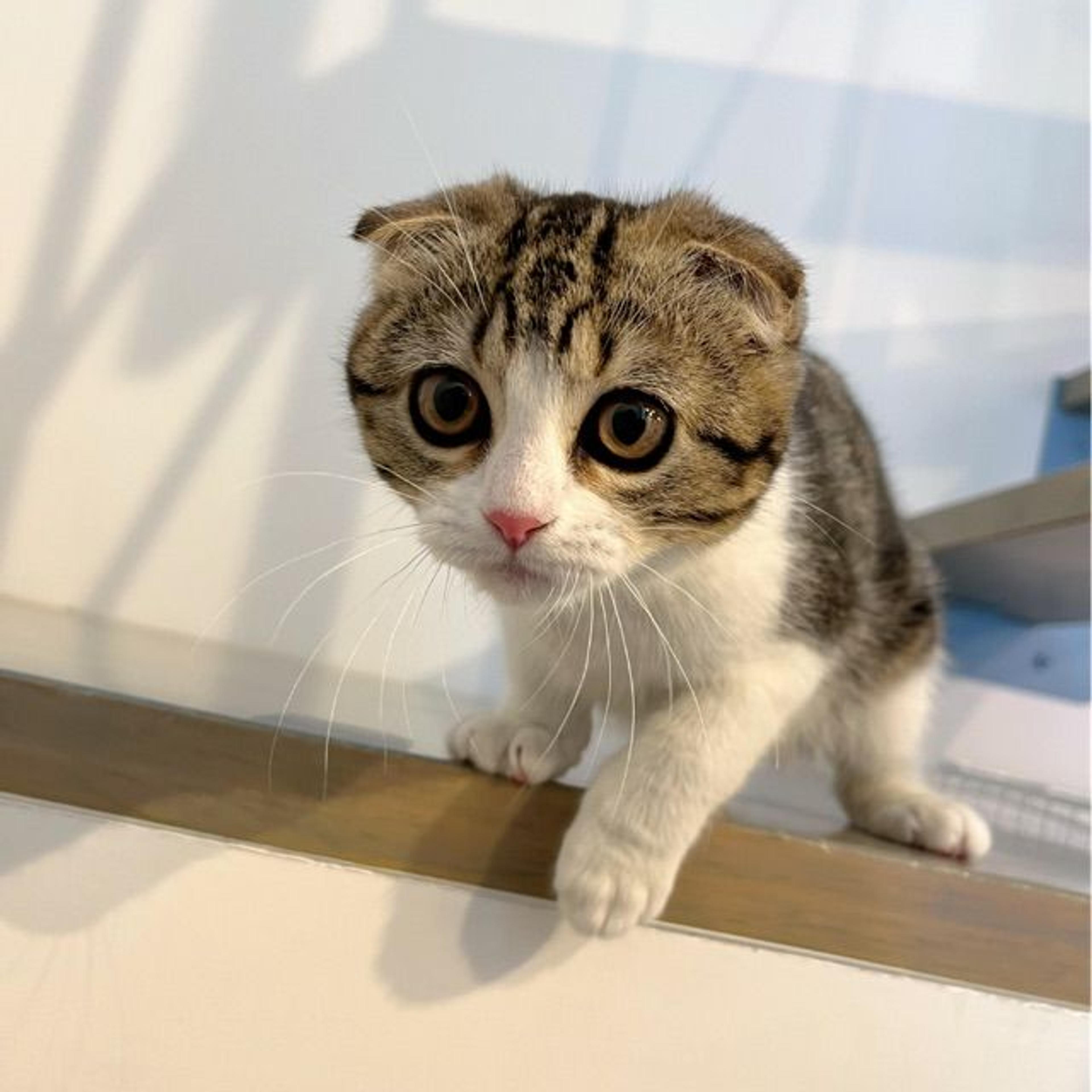 pet-image-9