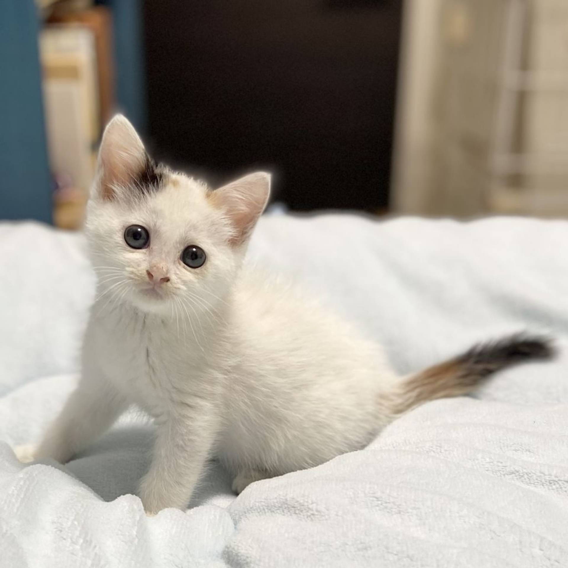 雑種（ミックス猫）・メスの里親募集の写真