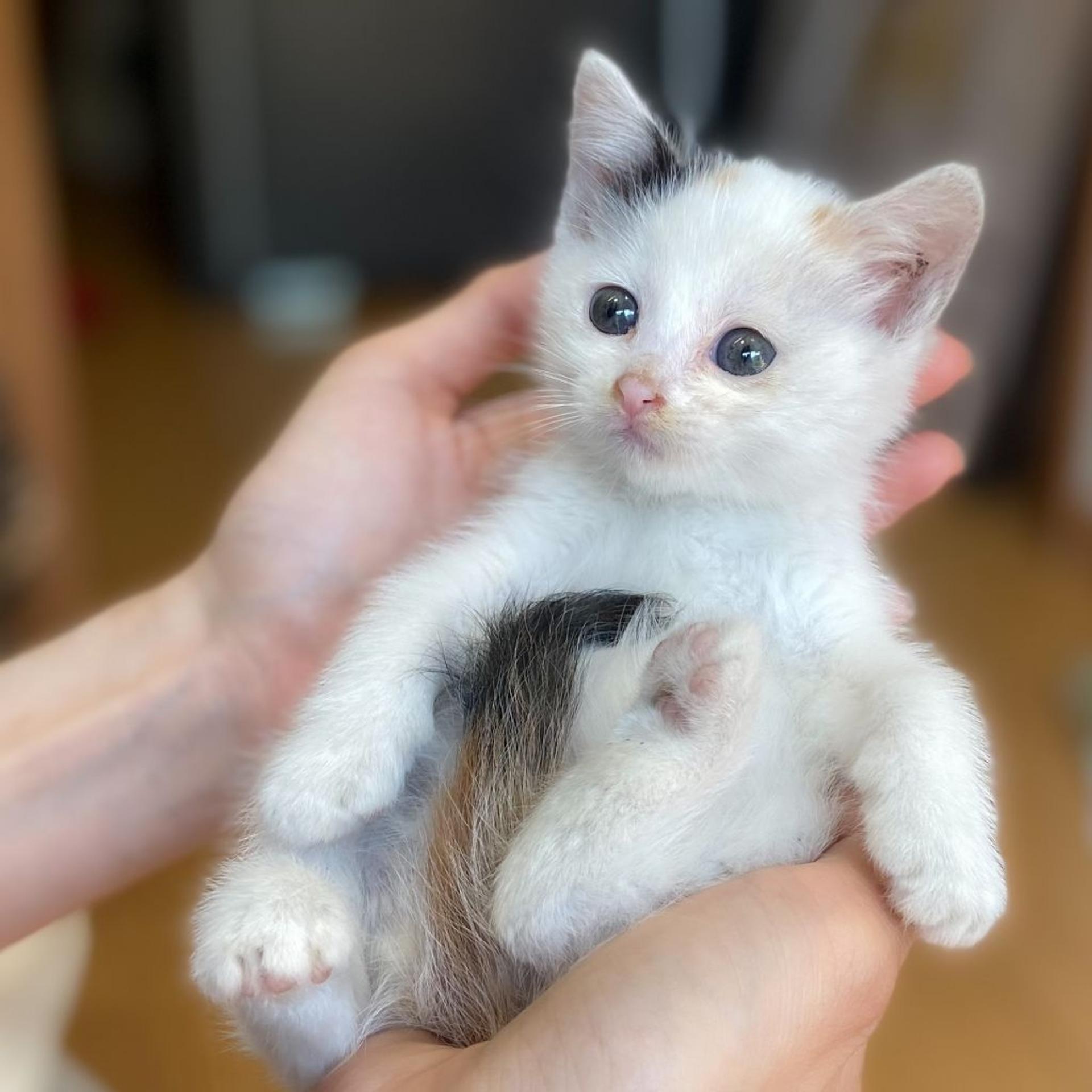 pet-image-2