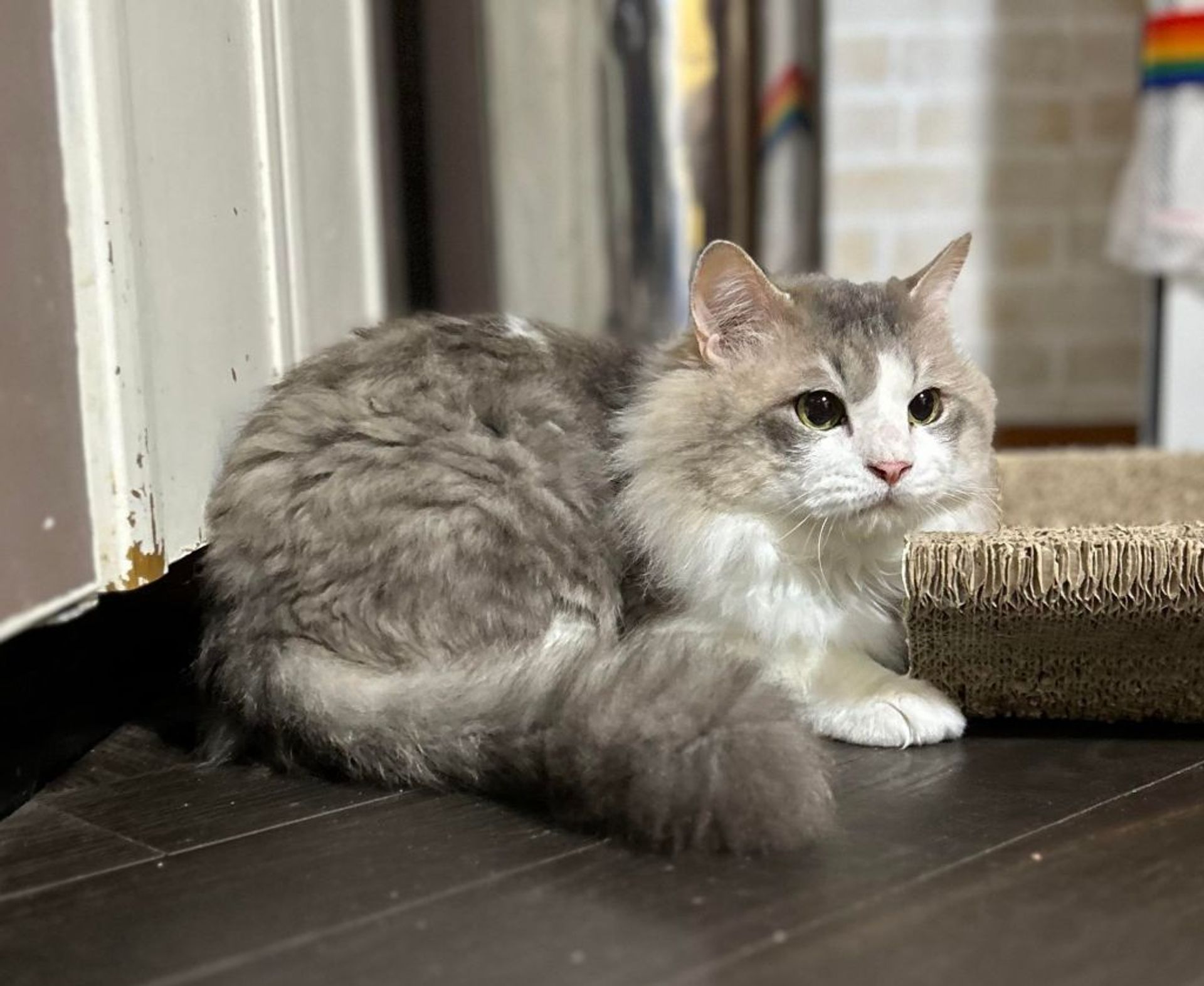雑種（ミックス猫）・オスの里親募集の写真
