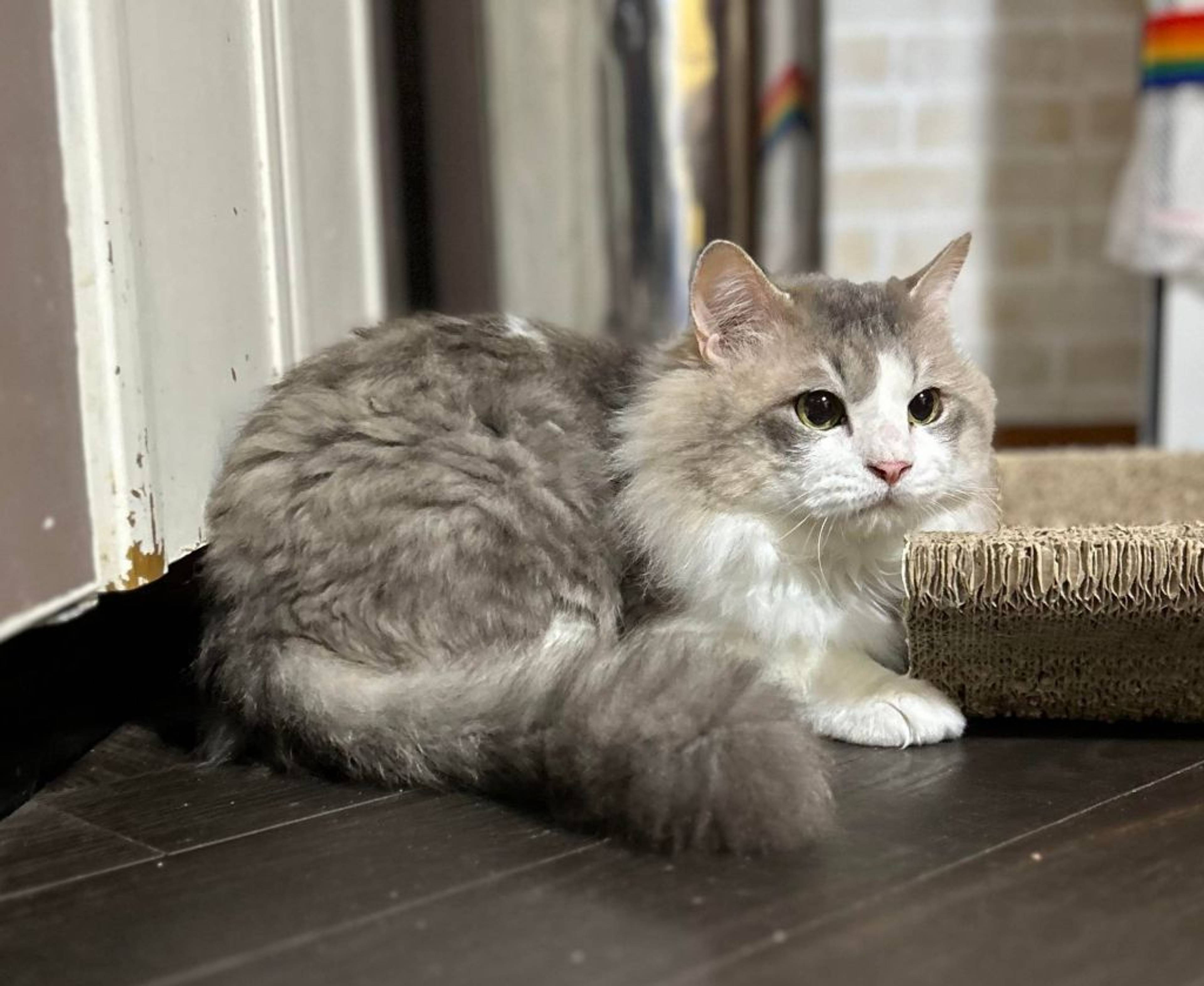 雑種（ミックス猫）・オスの里親募集の写真