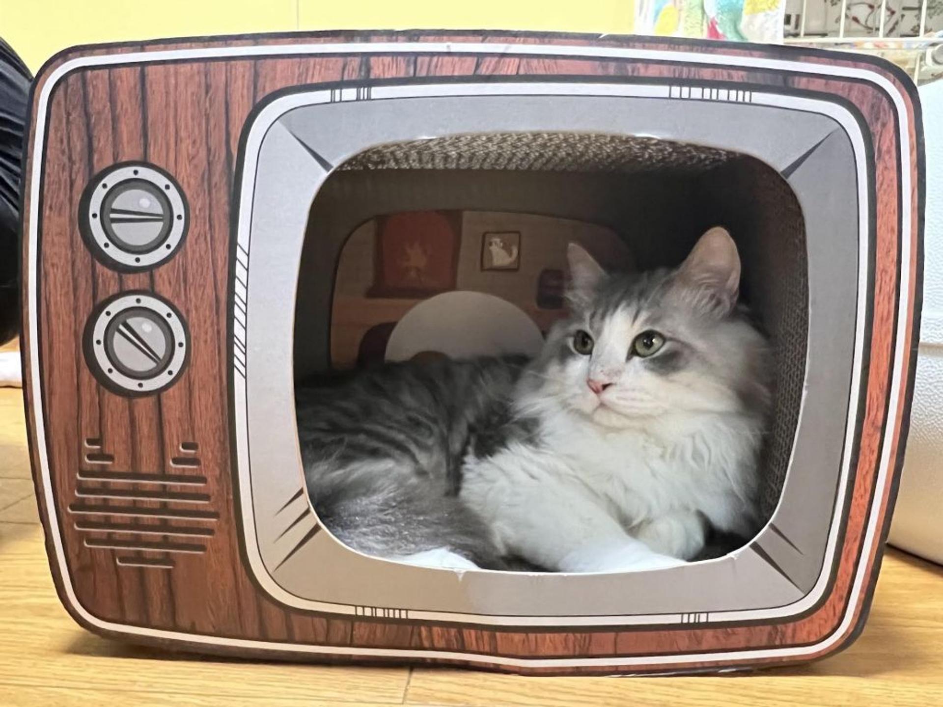 pet-image-2