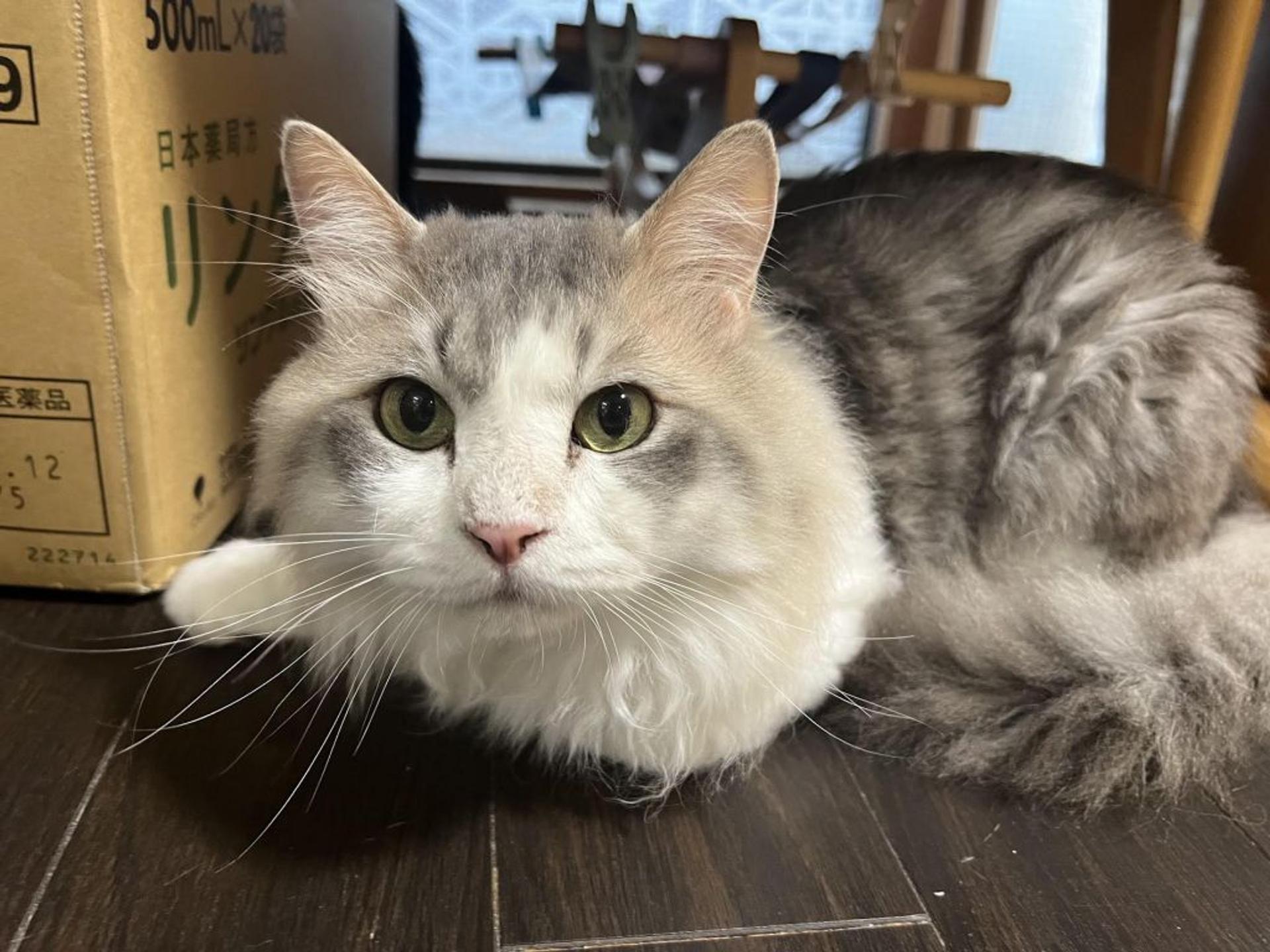 pet-image-5