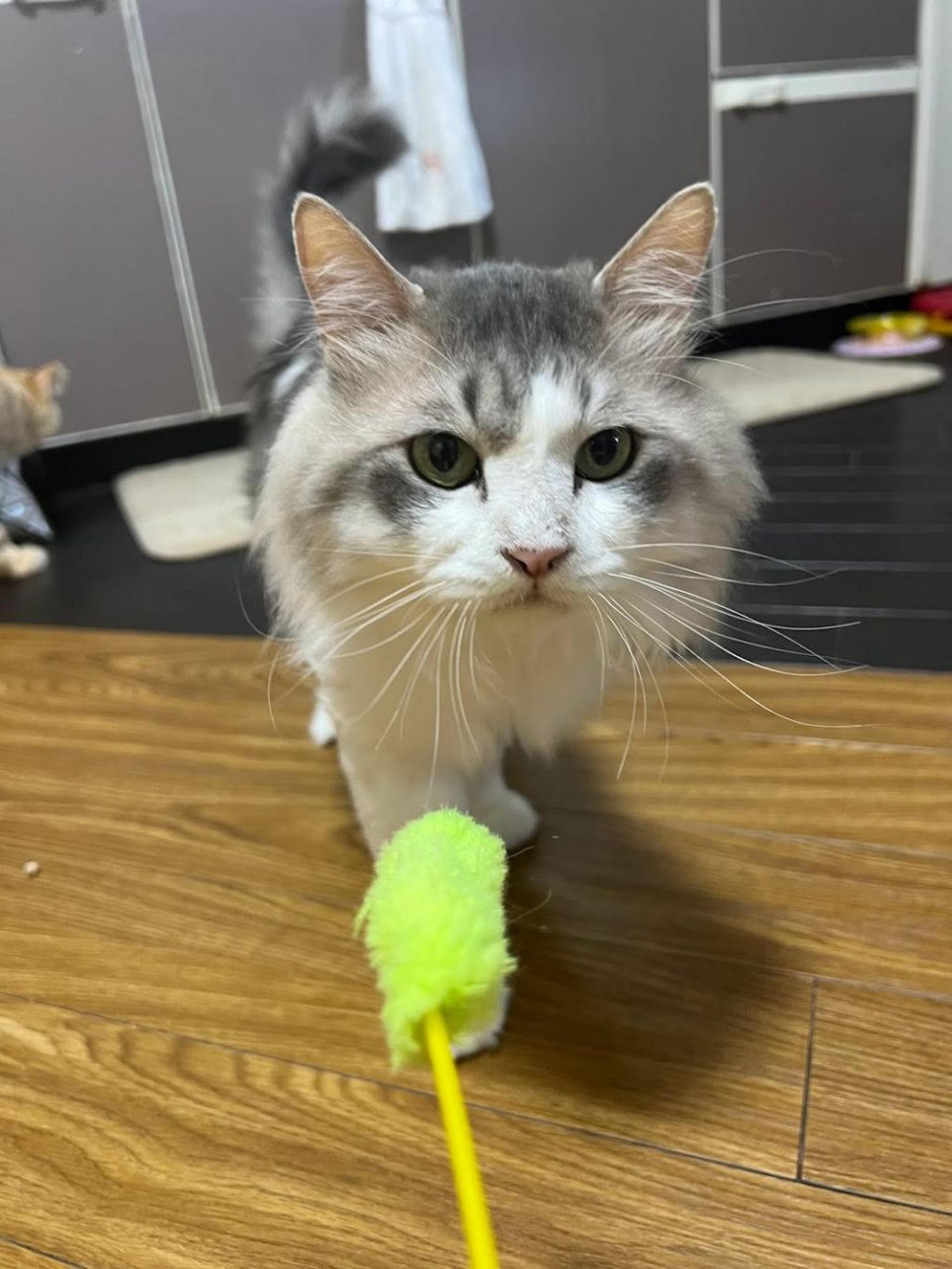 pet-image-9