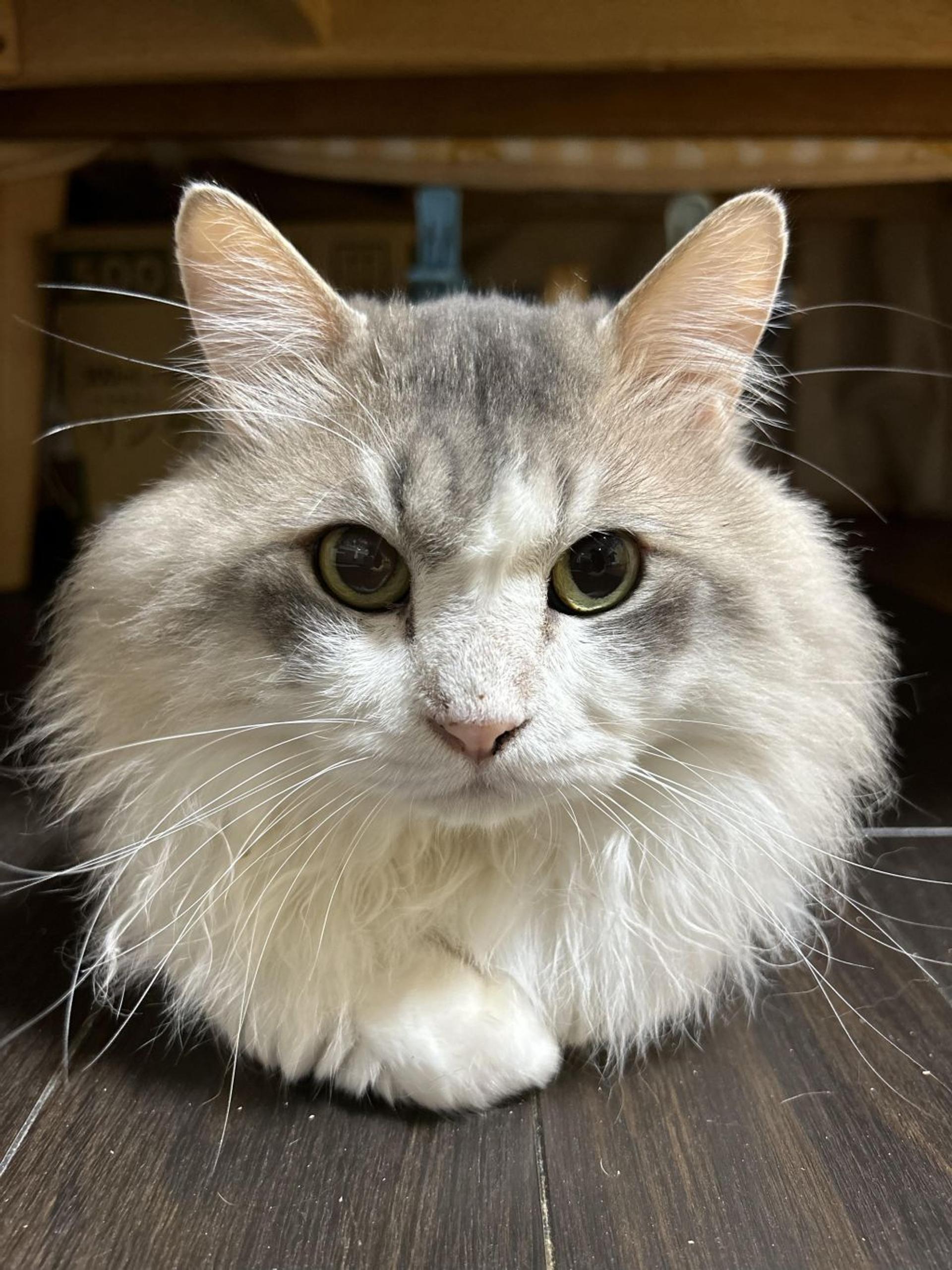 pet-image-6
