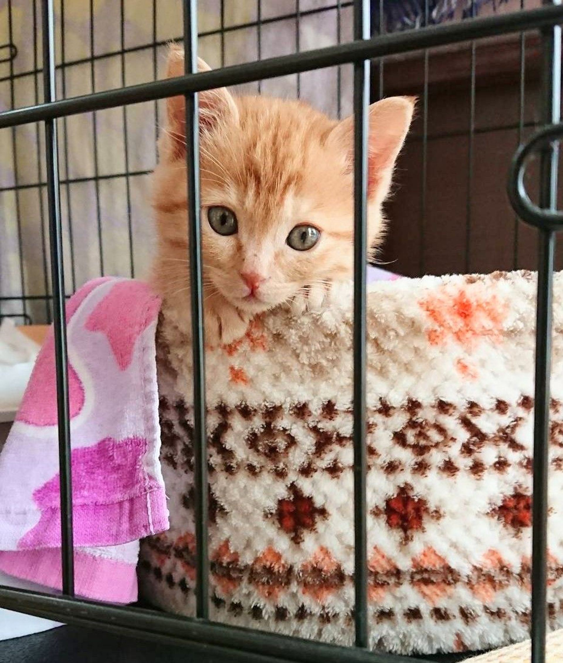 雑種（ミックス猫）・オスの里親募集の写真