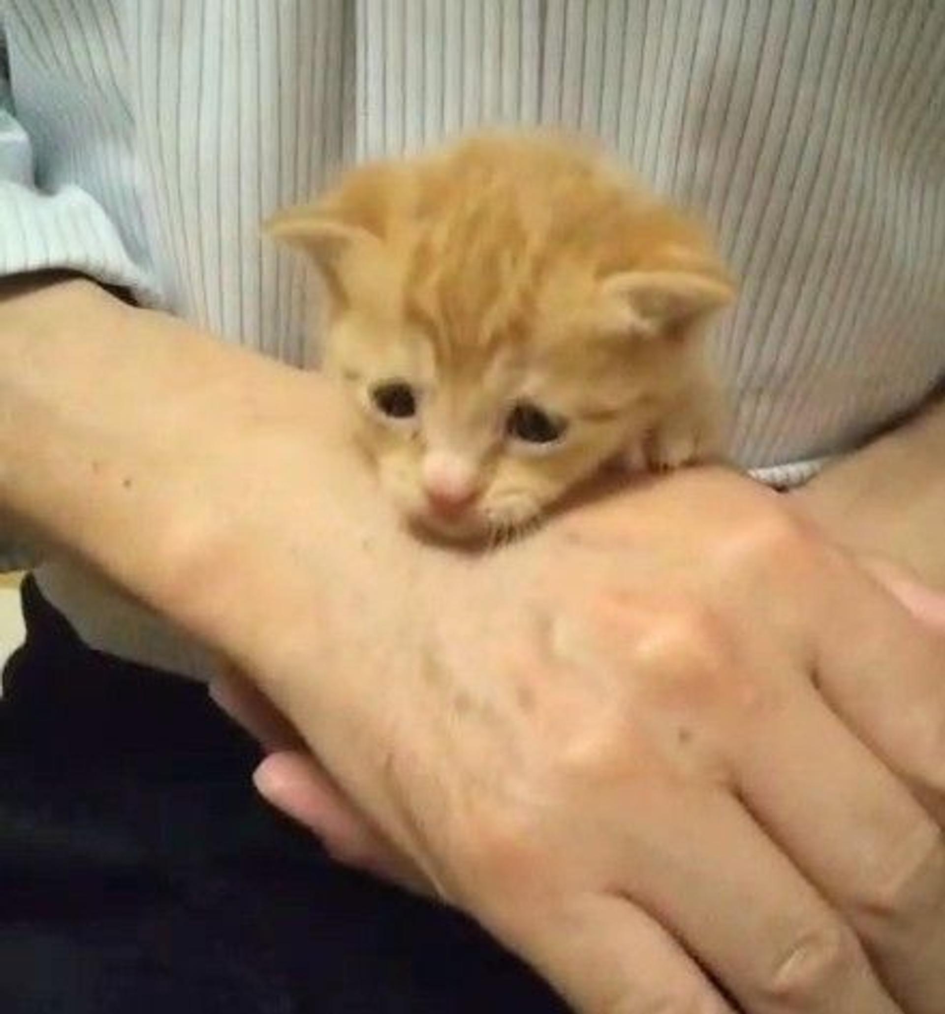 pet-image-3