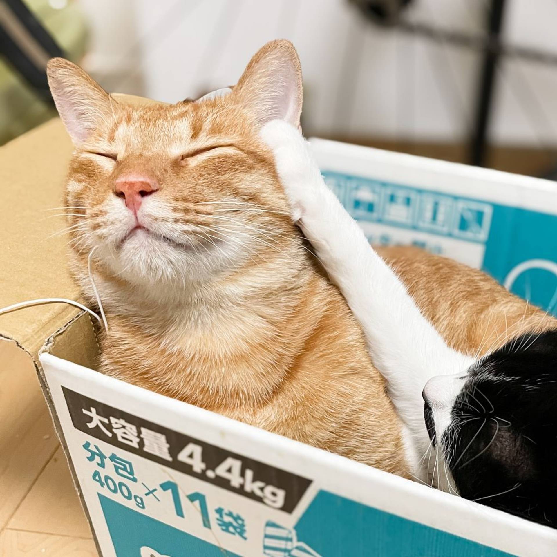 雑種（ミックス猫）・オスの里親募集の写真