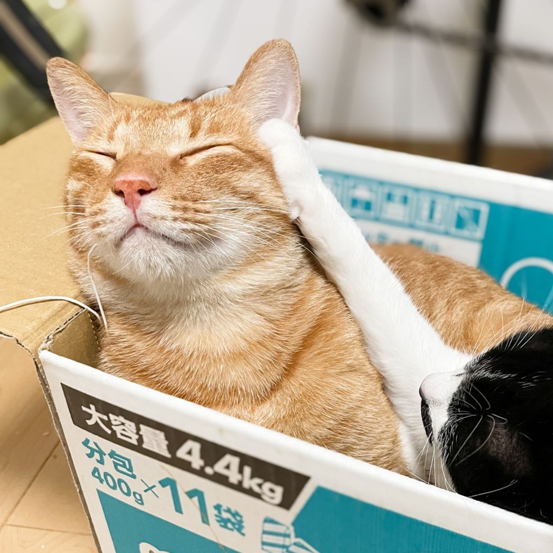 雑種（ミックス猫）・オスの里親募集の写真