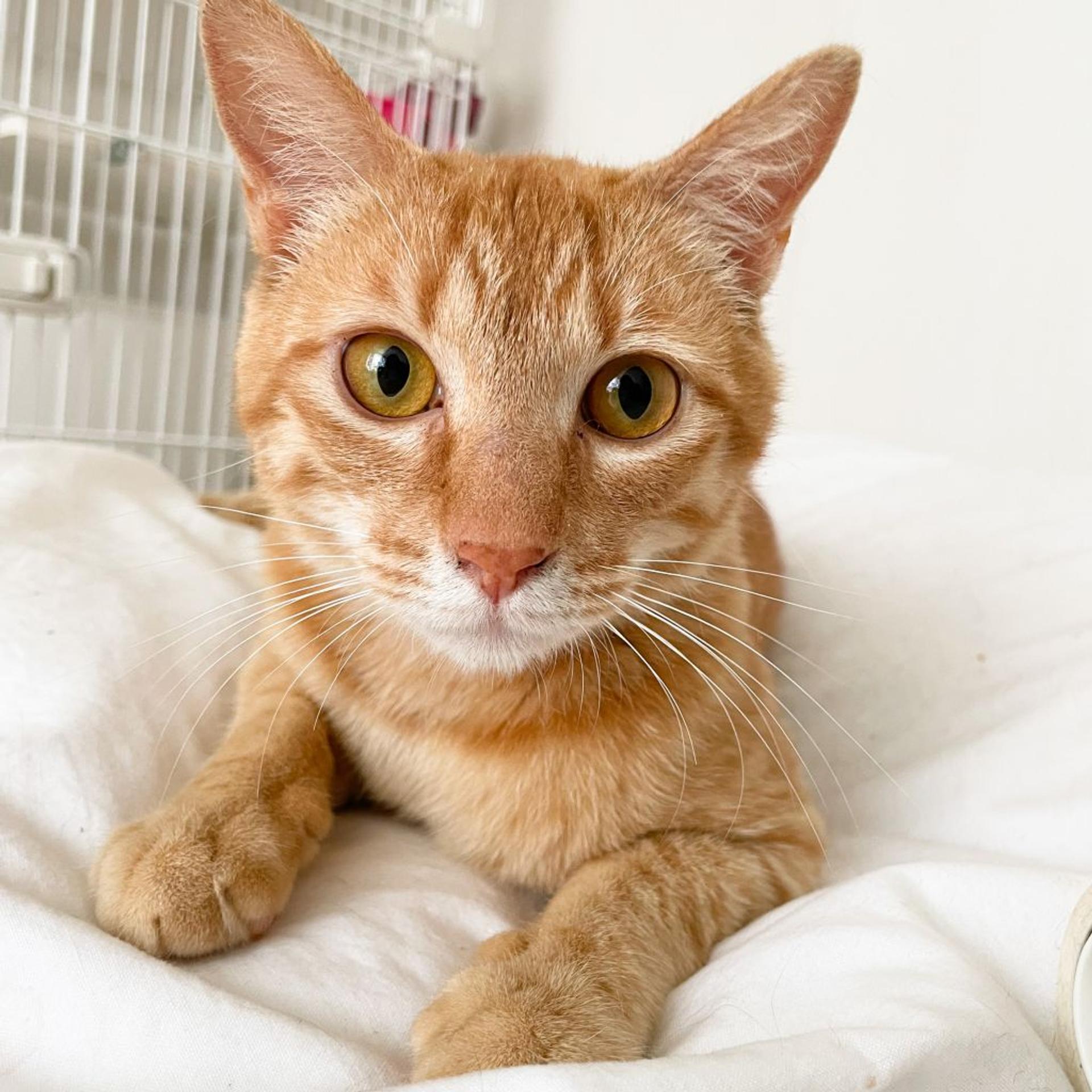 pet-image-4
