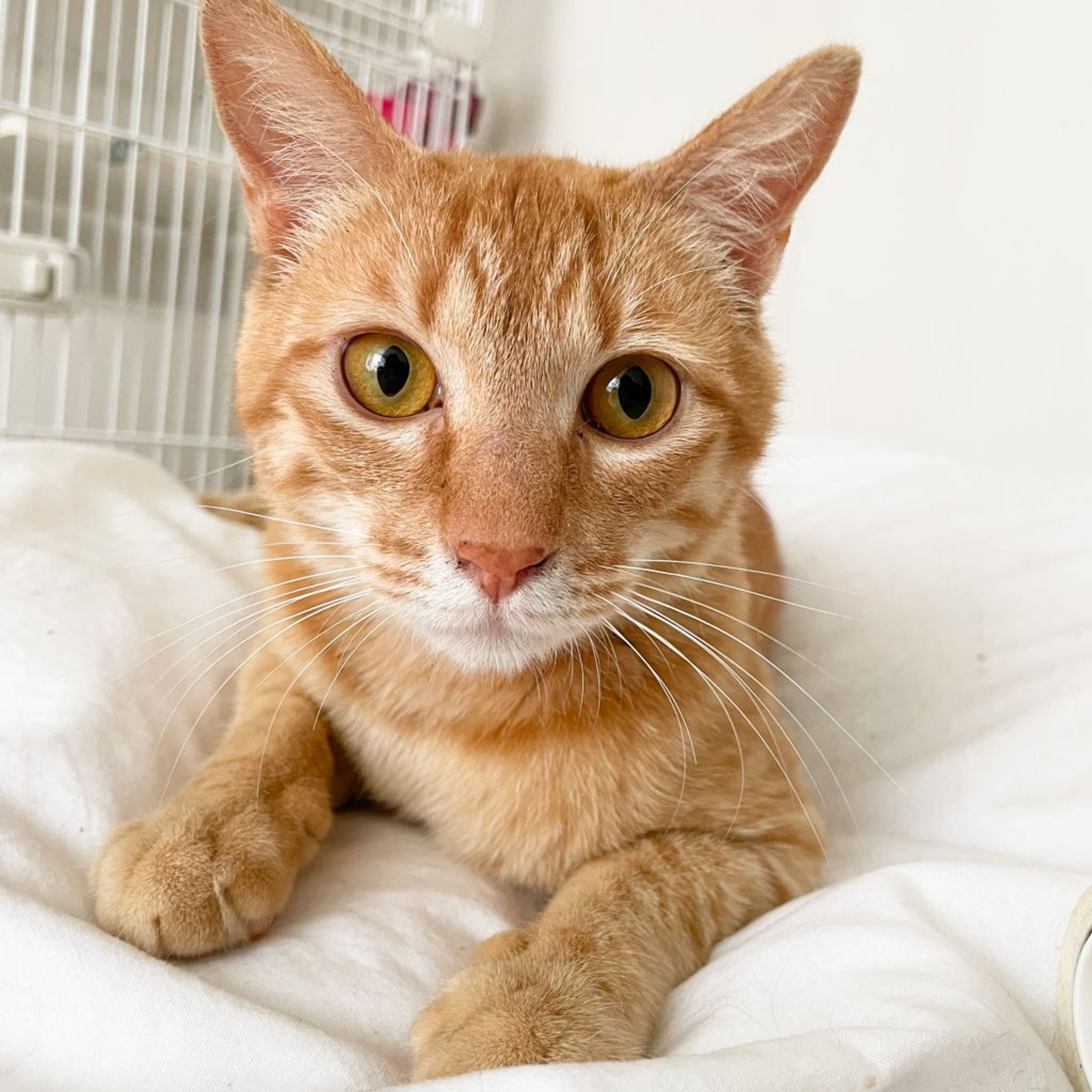 pet-image-4