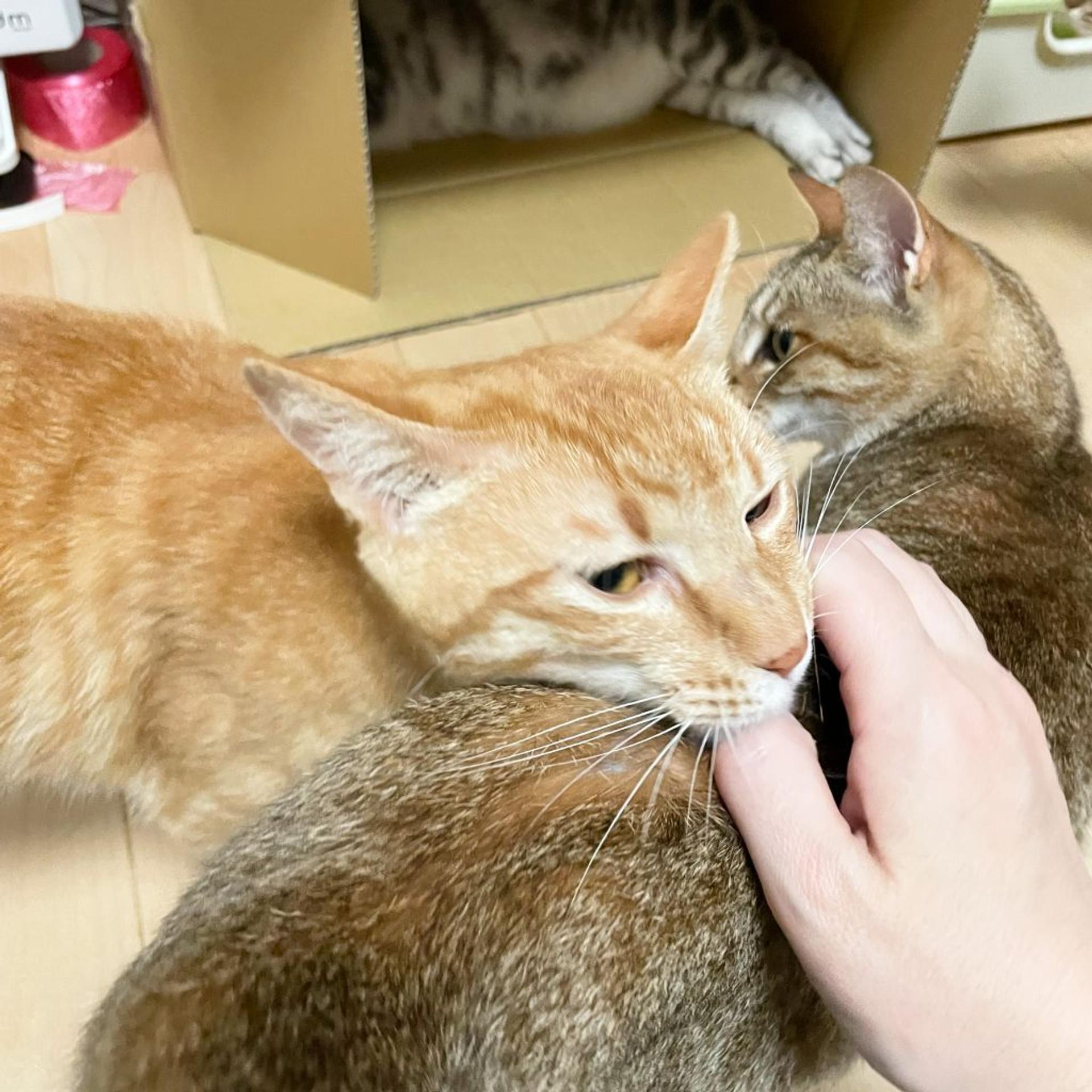 pet-image-6