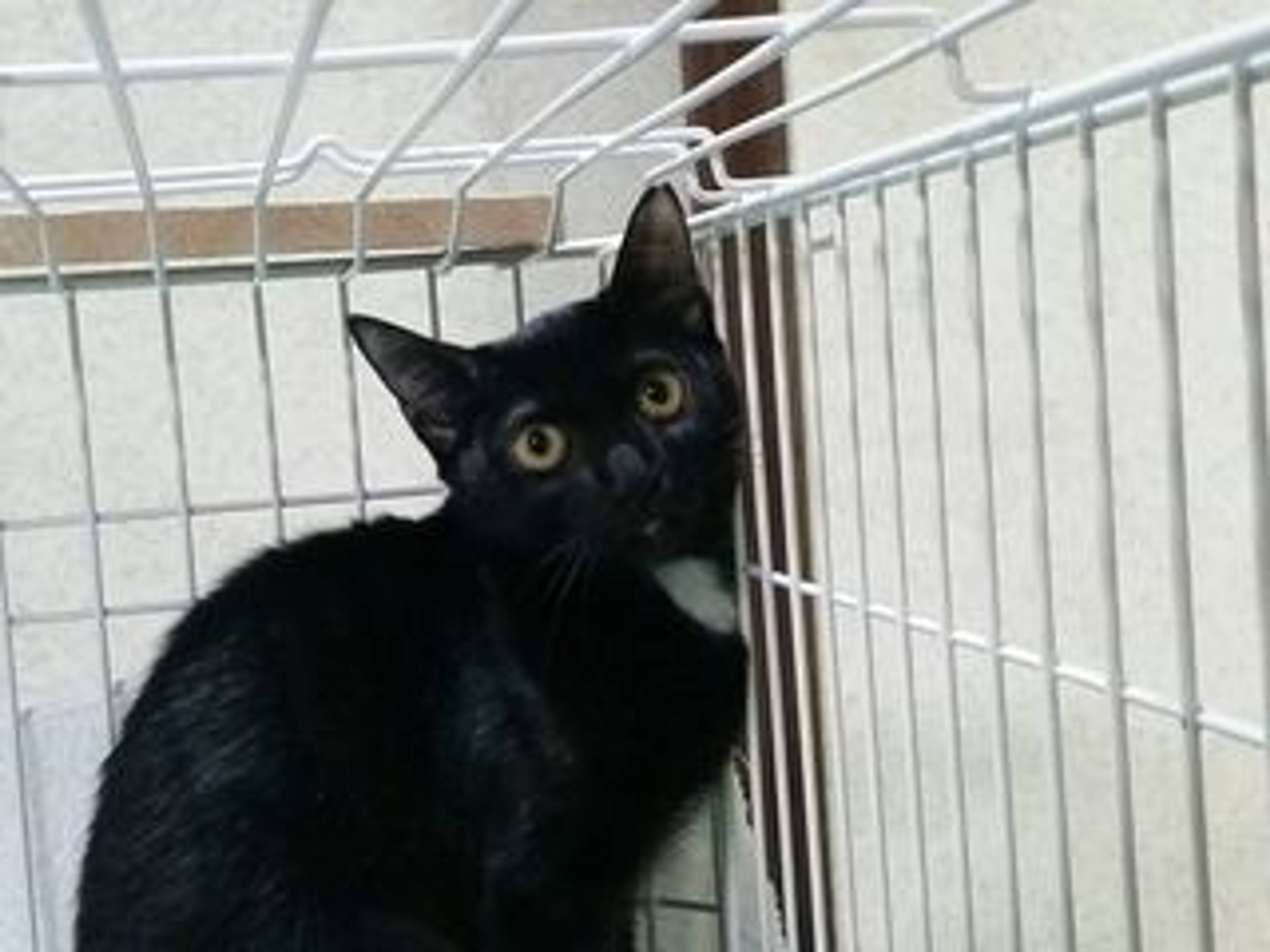 雑種（ミックス猫）・メスの里親募集の写真