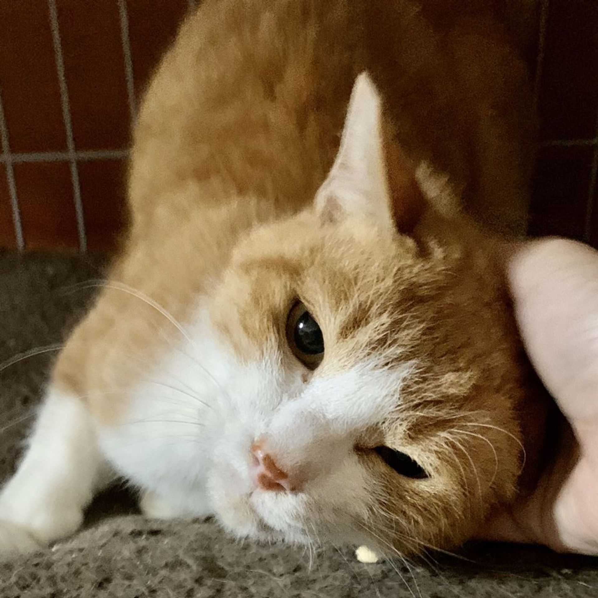 雑種（ミックス猫）・オスの里親募集の写真
