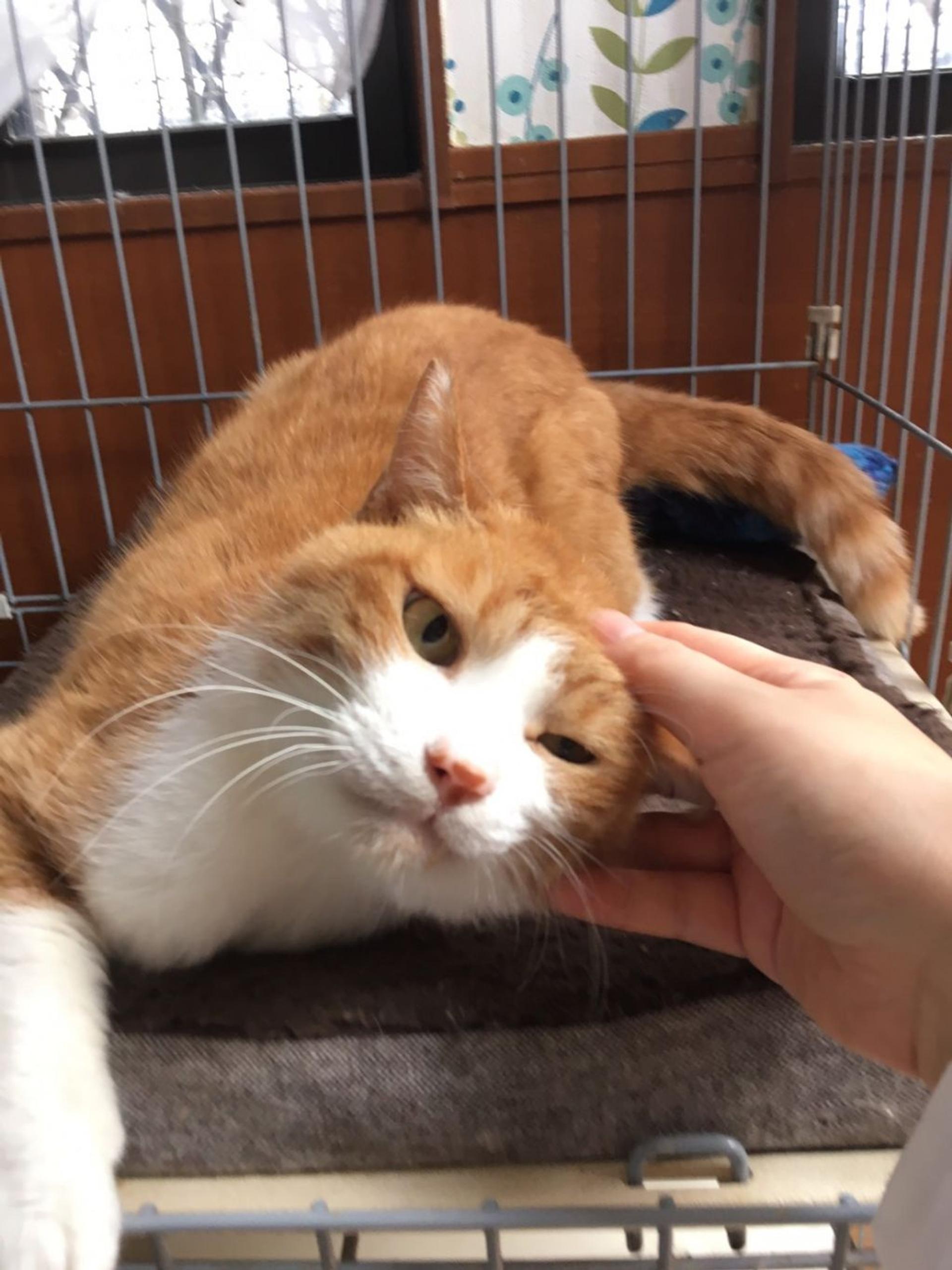pet-image-3