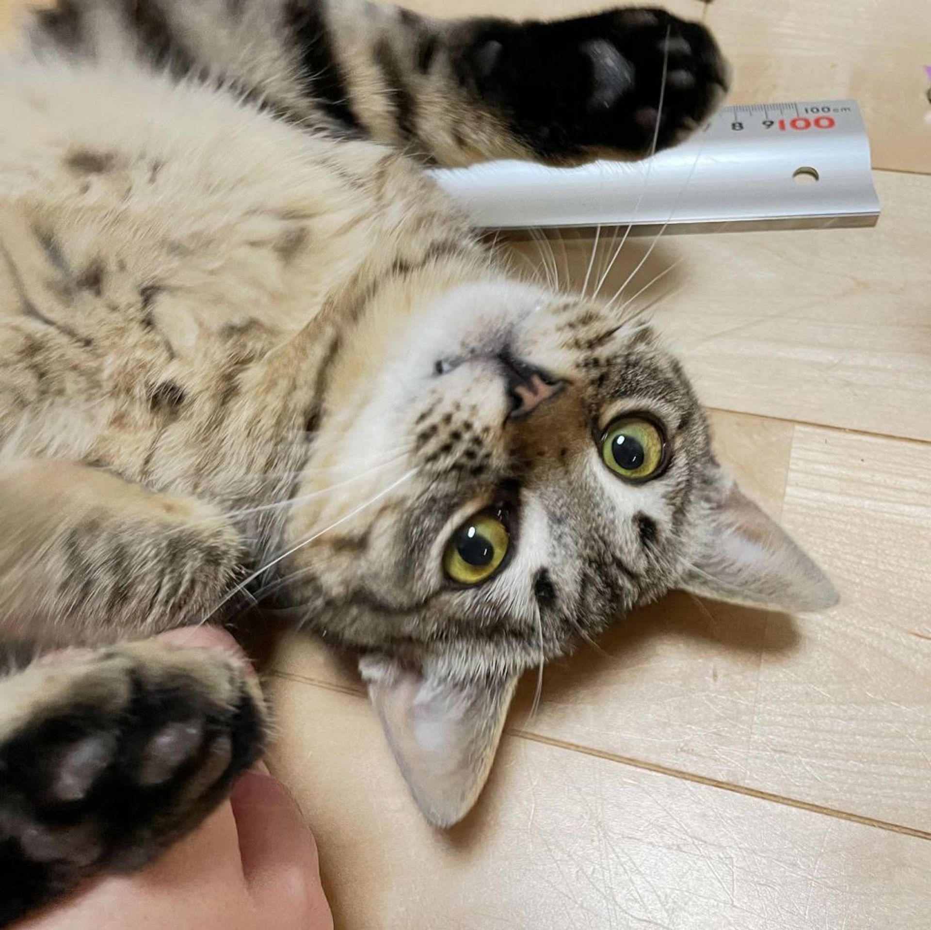 雑種（ミックス猫）・オスの里親募集の写真
