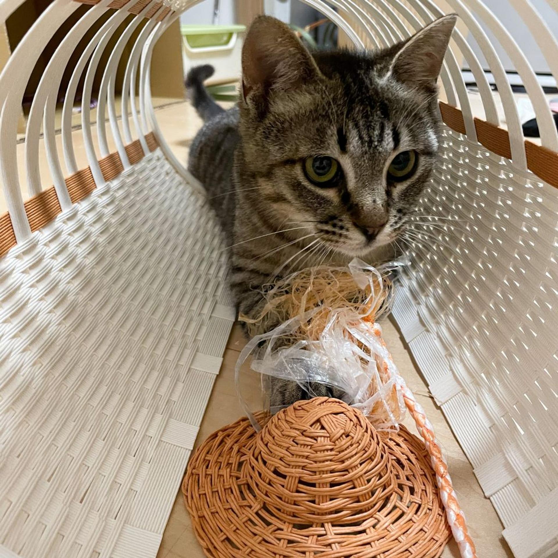 pet-image-2