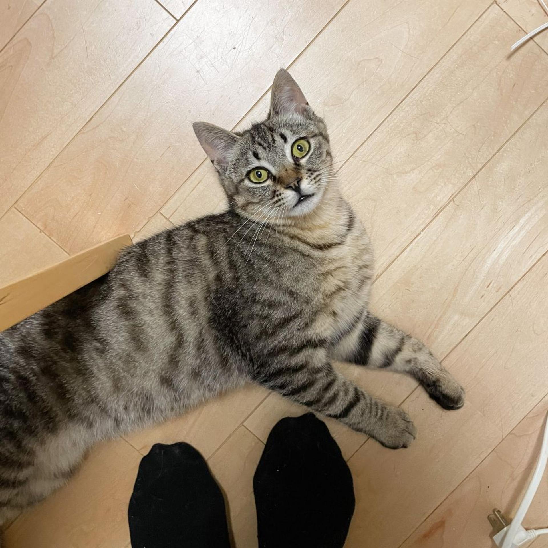 pet-image-3