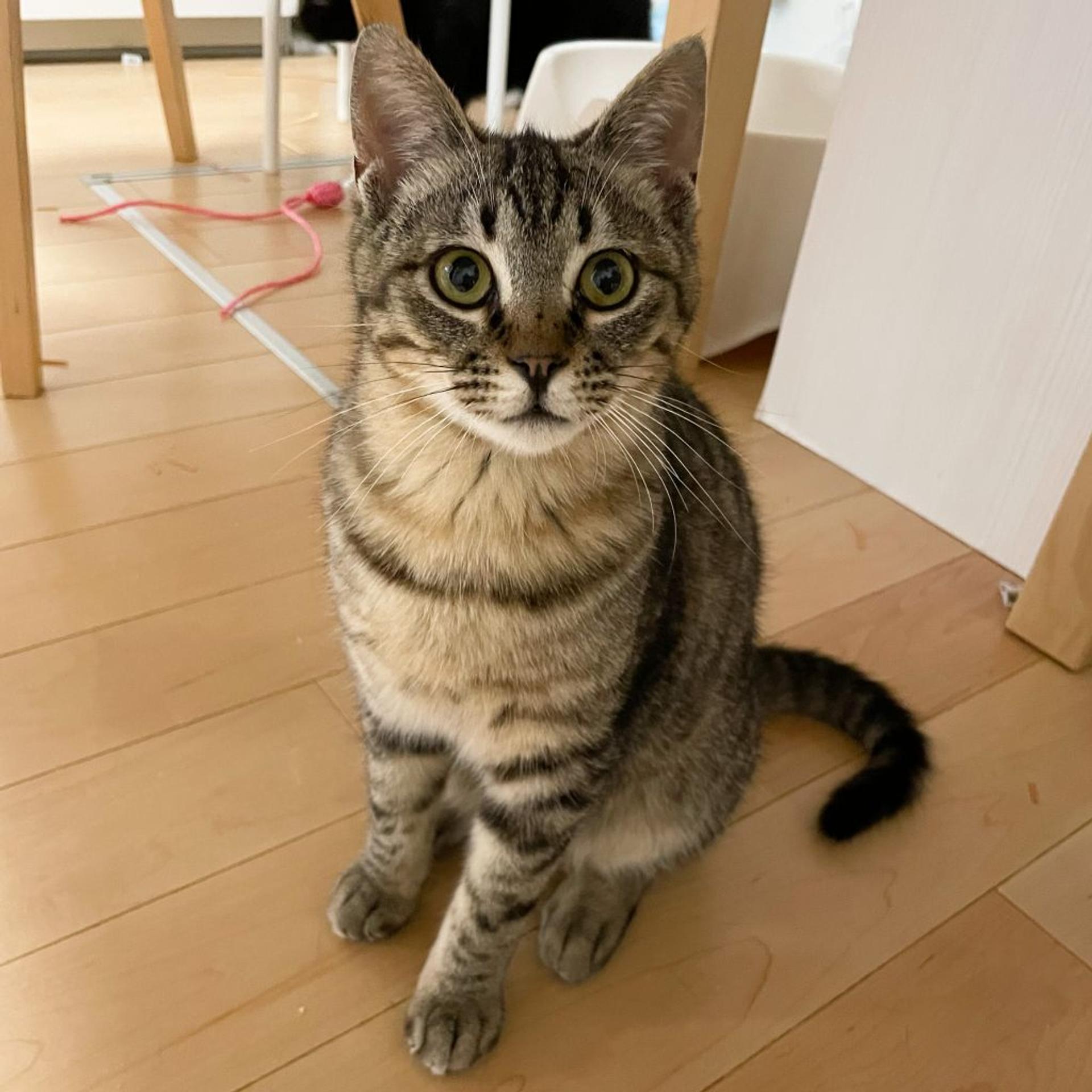 pet-image-4