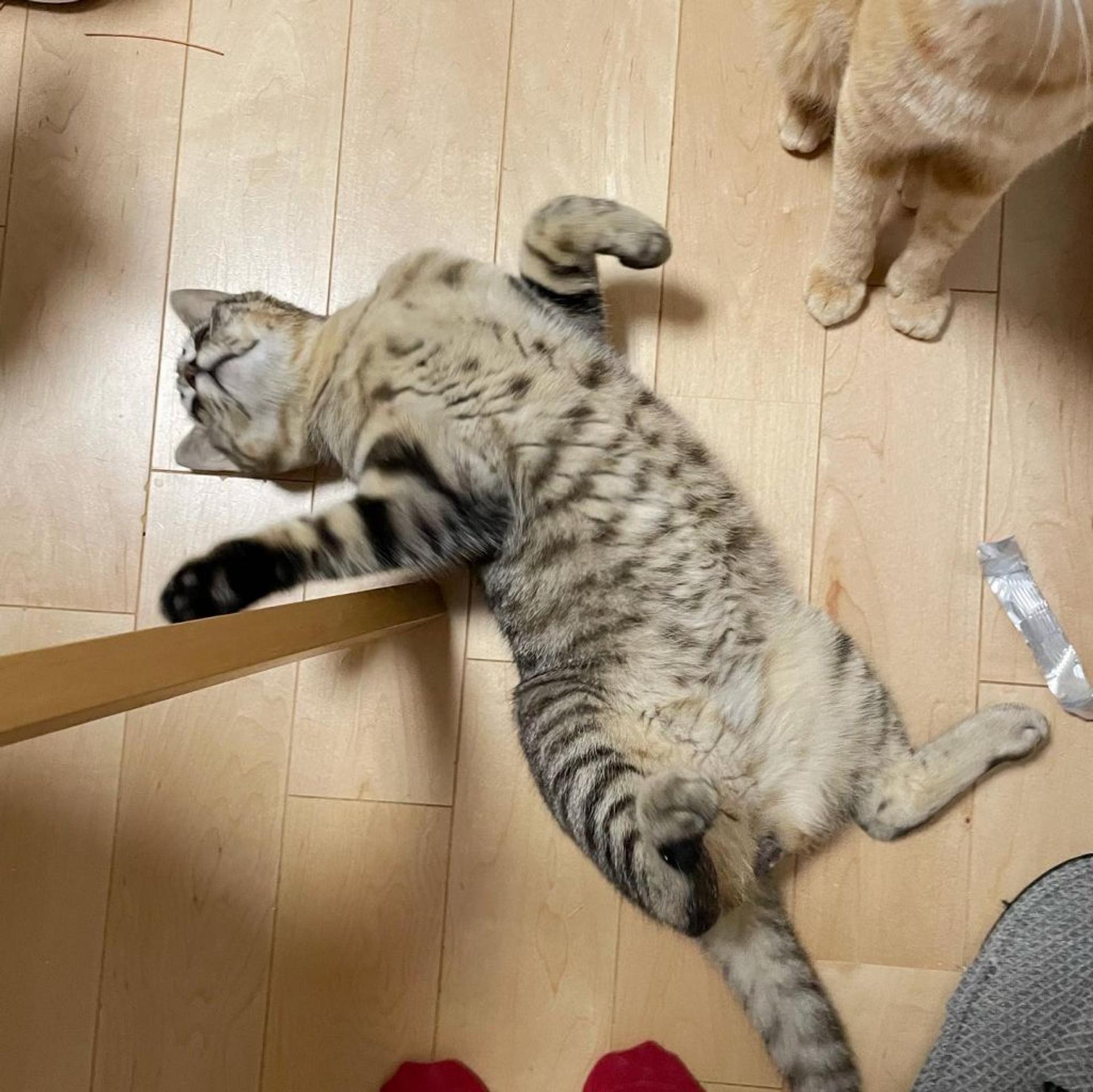 pet-image-6