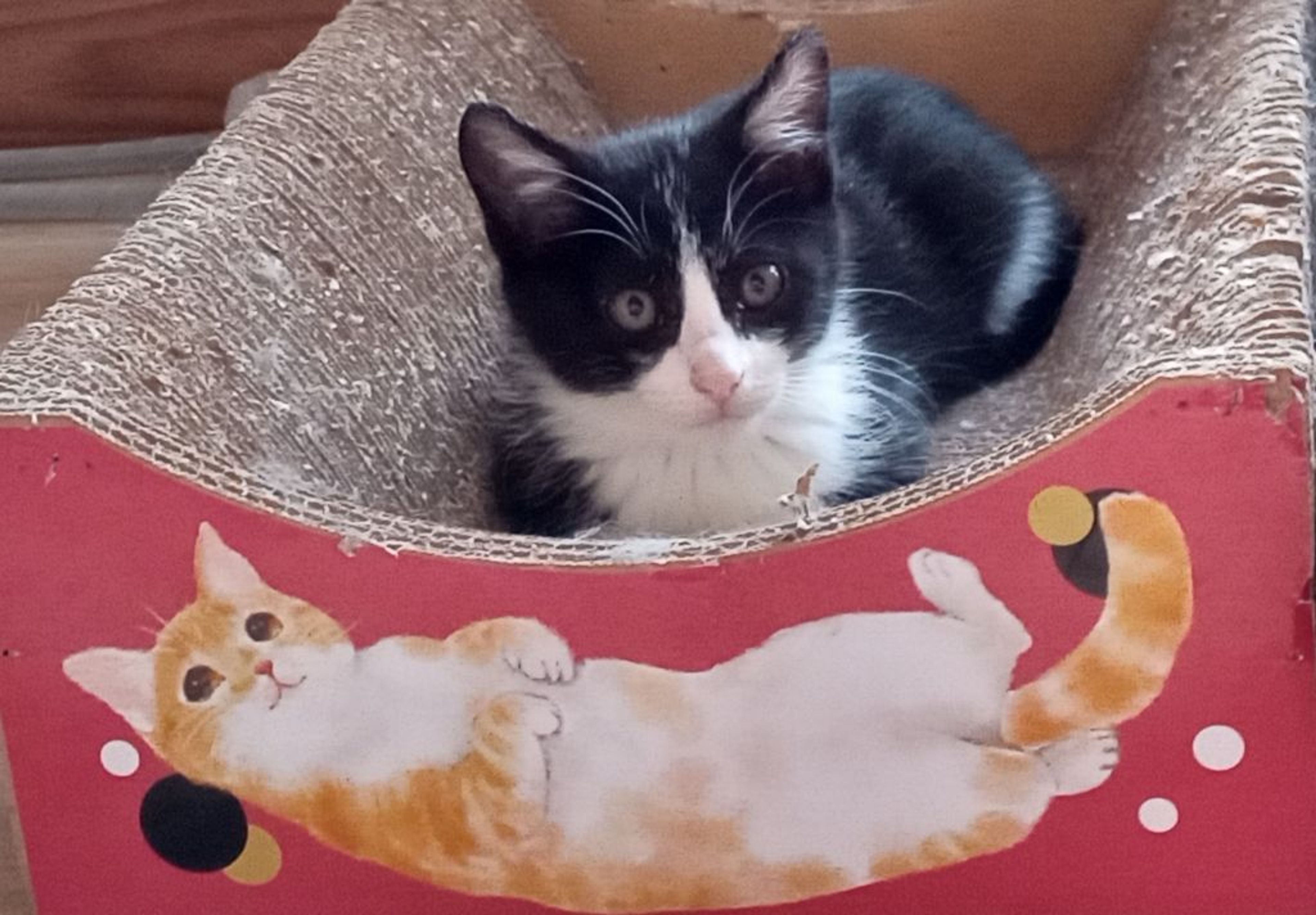 pet-image-2